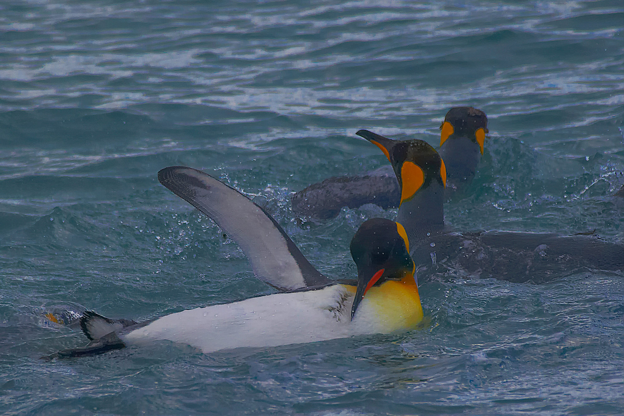 King penguins have fun swimming