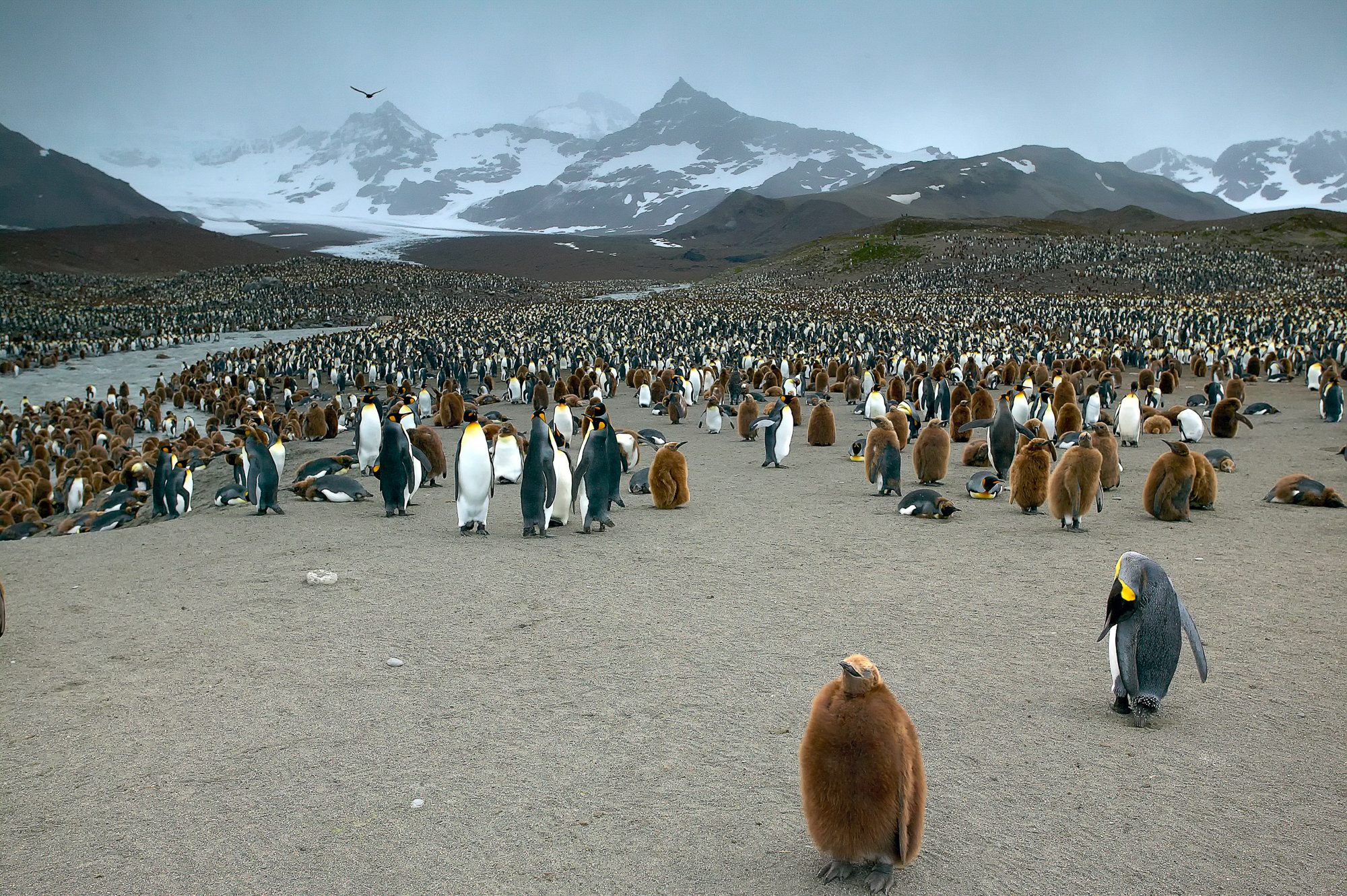 king penguins at St. Andrews Bay