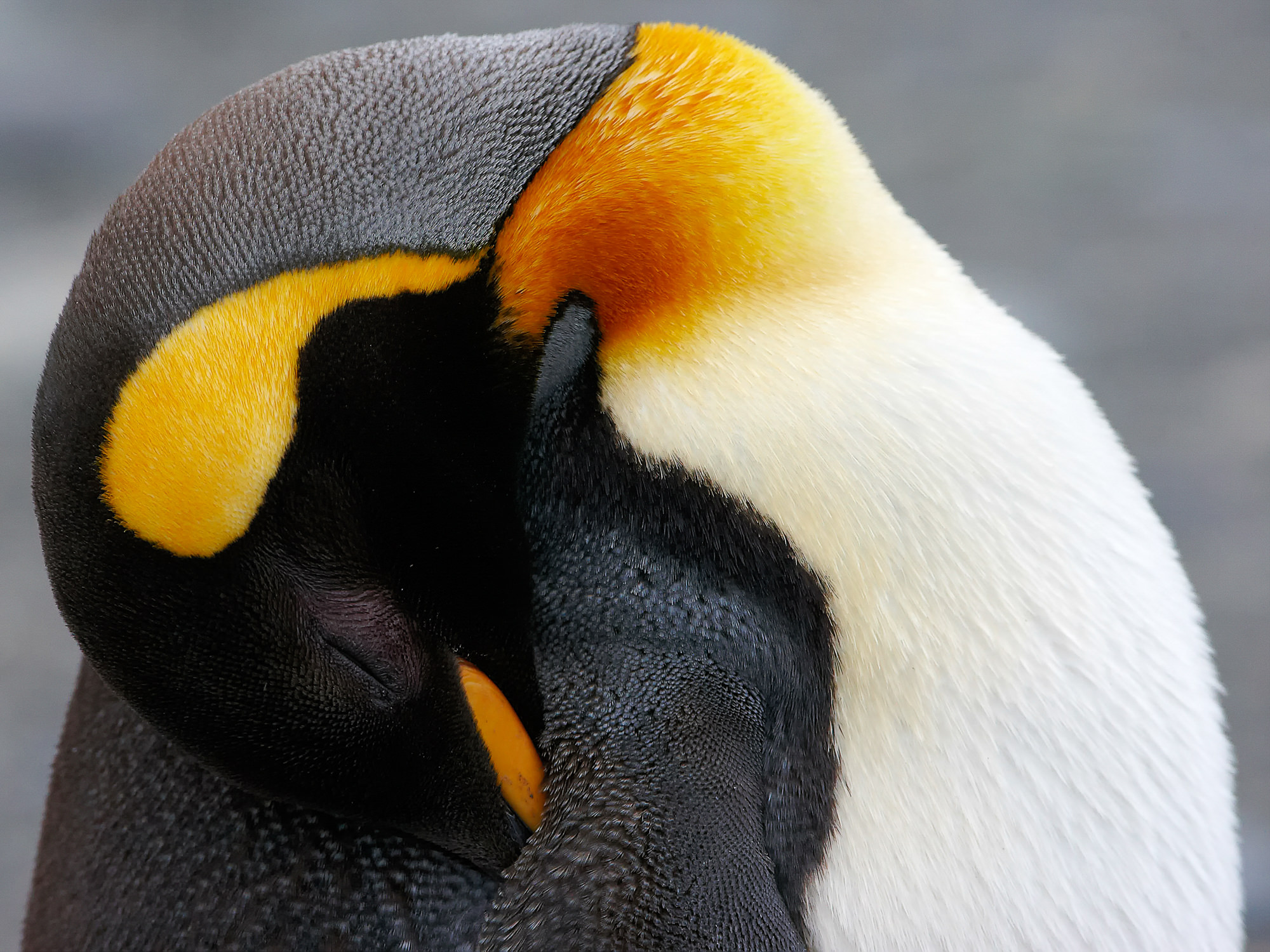 king penguin