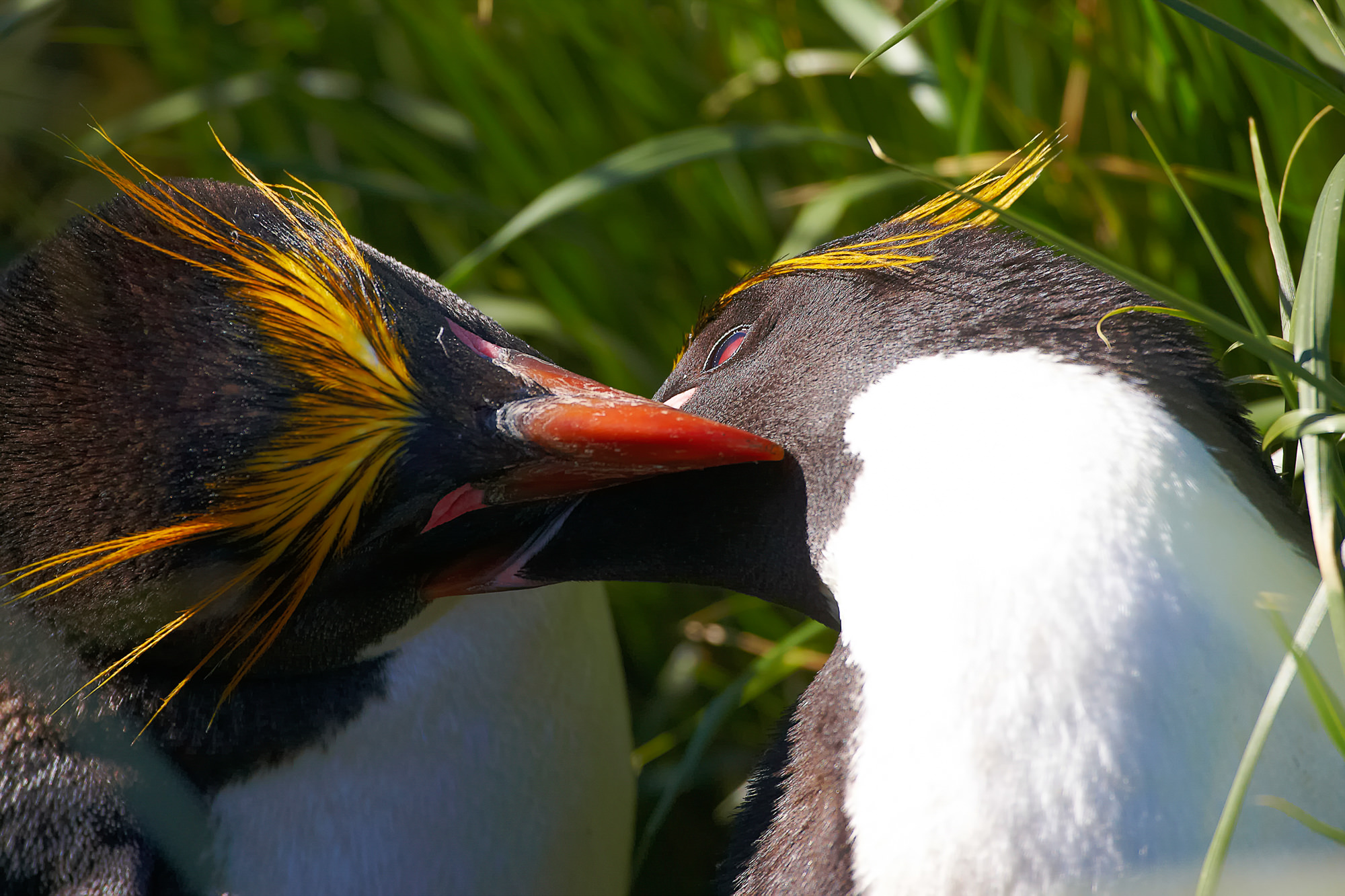 macaroni penguin