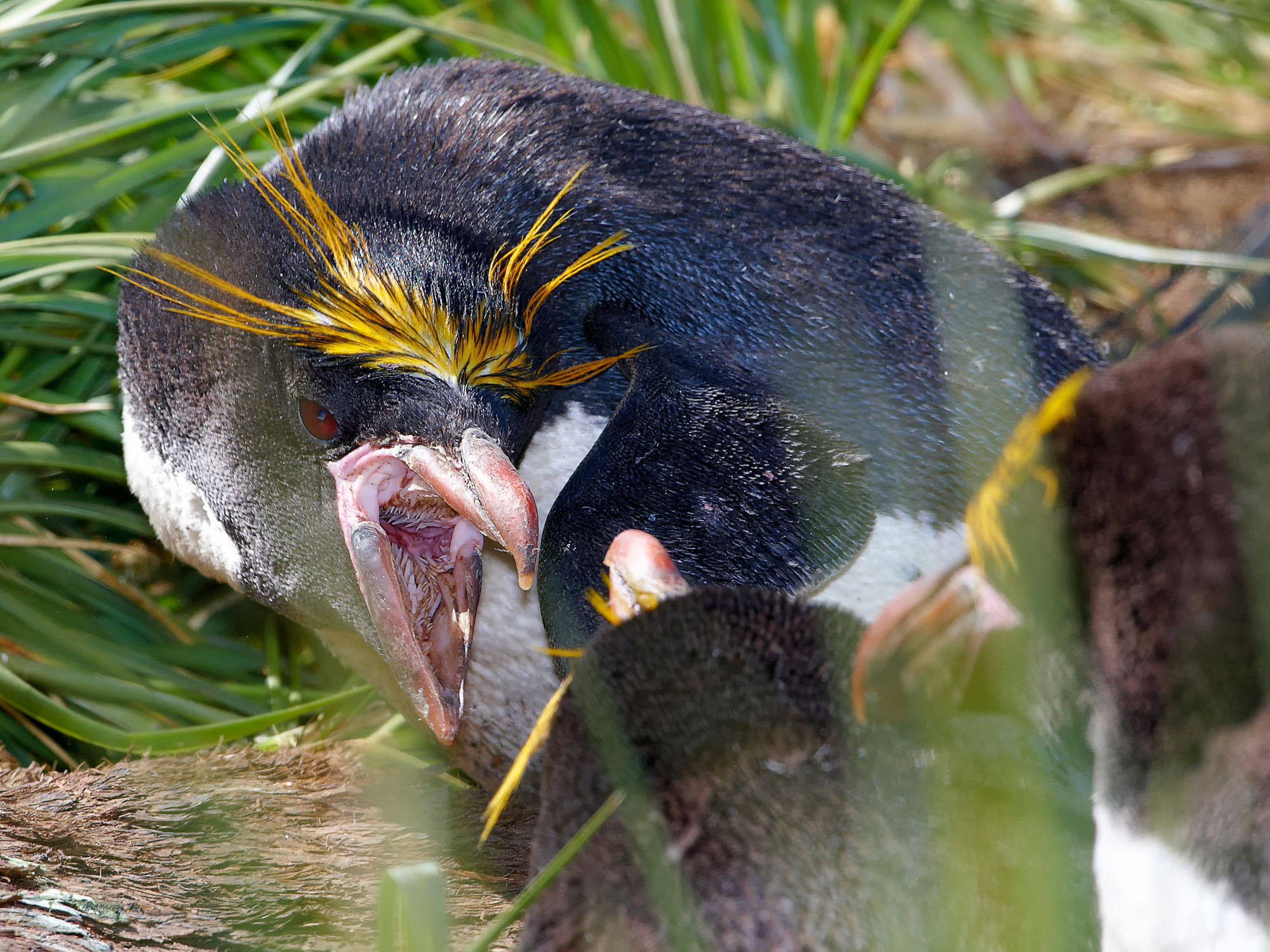 macaroni penguin