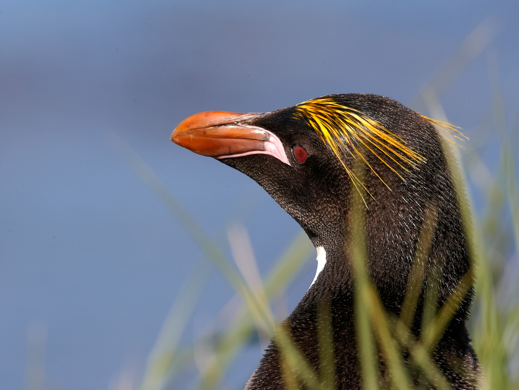 macaroni penguin