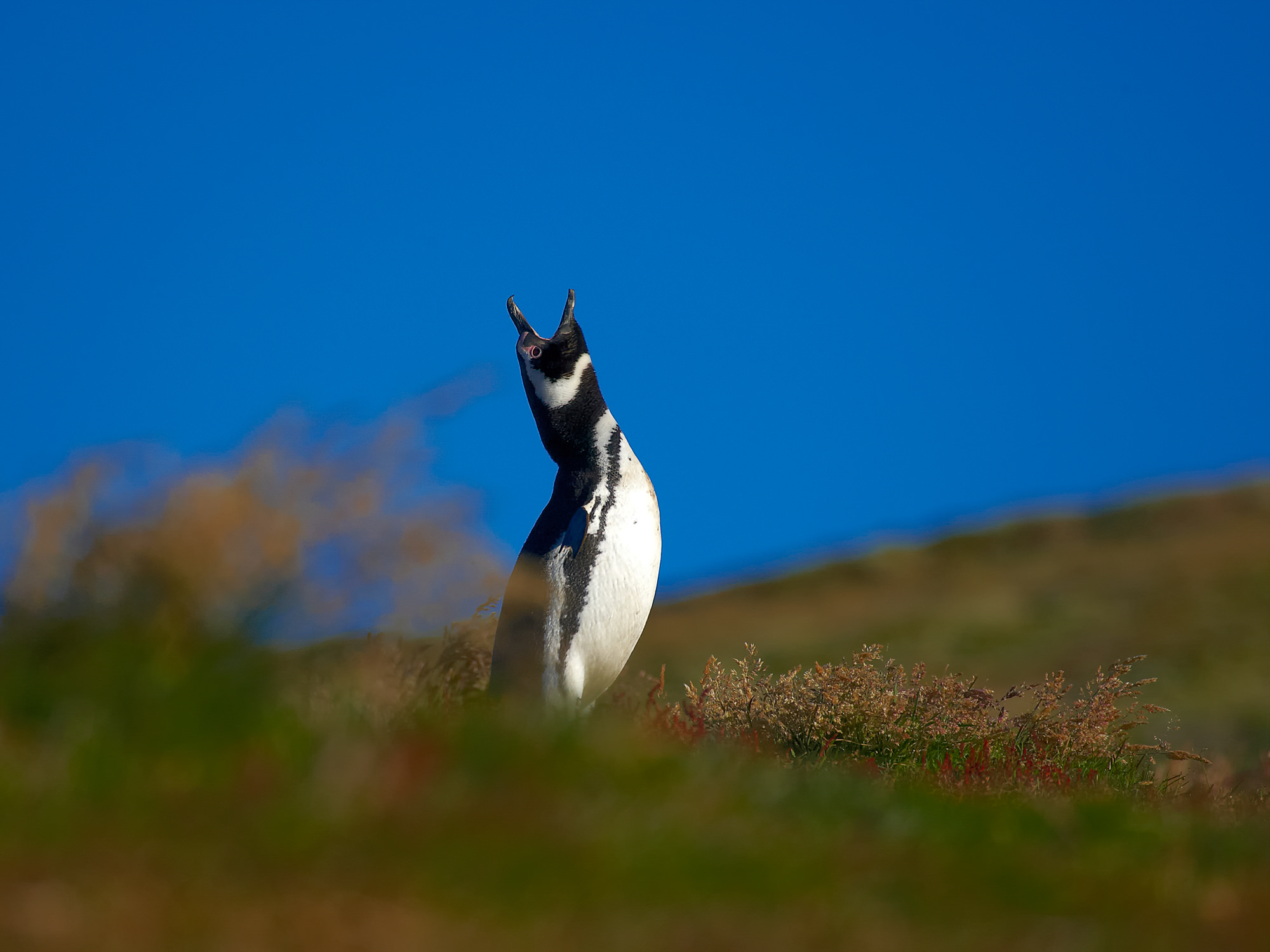 Magellanic penguin