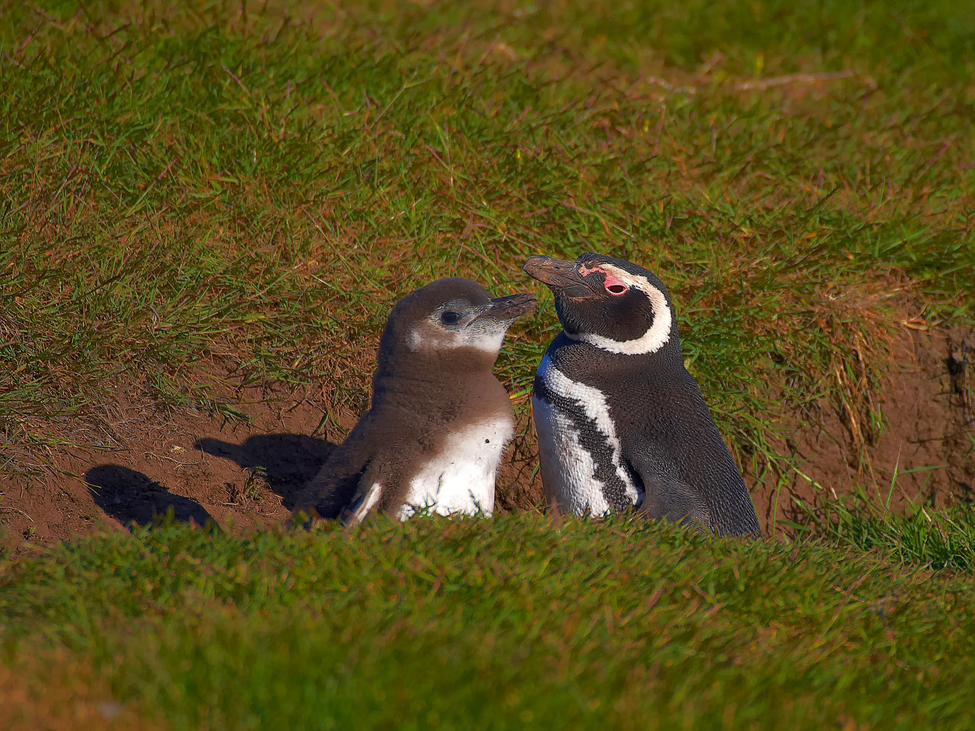 magellanic penguin