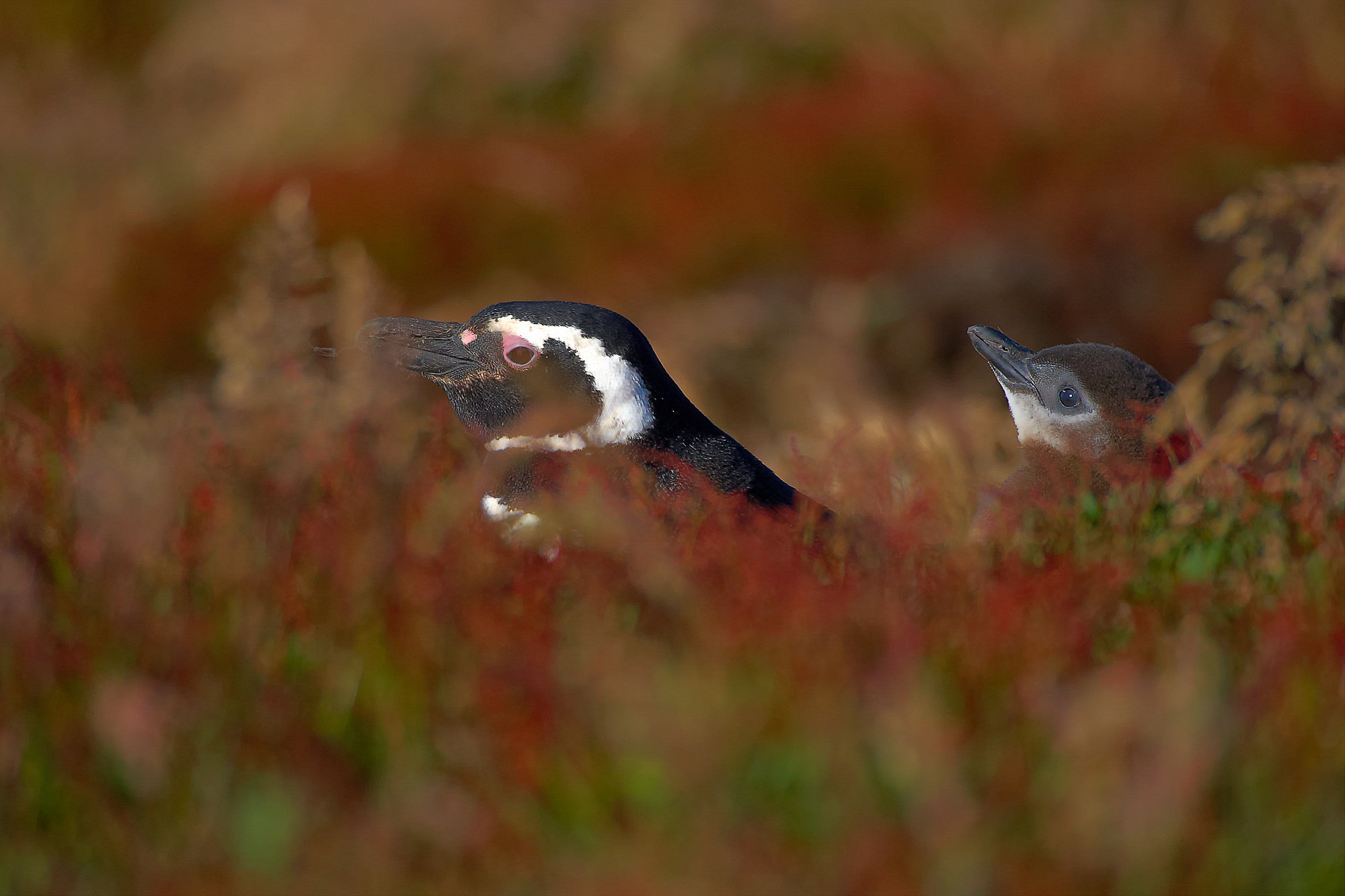 magellanic penguin