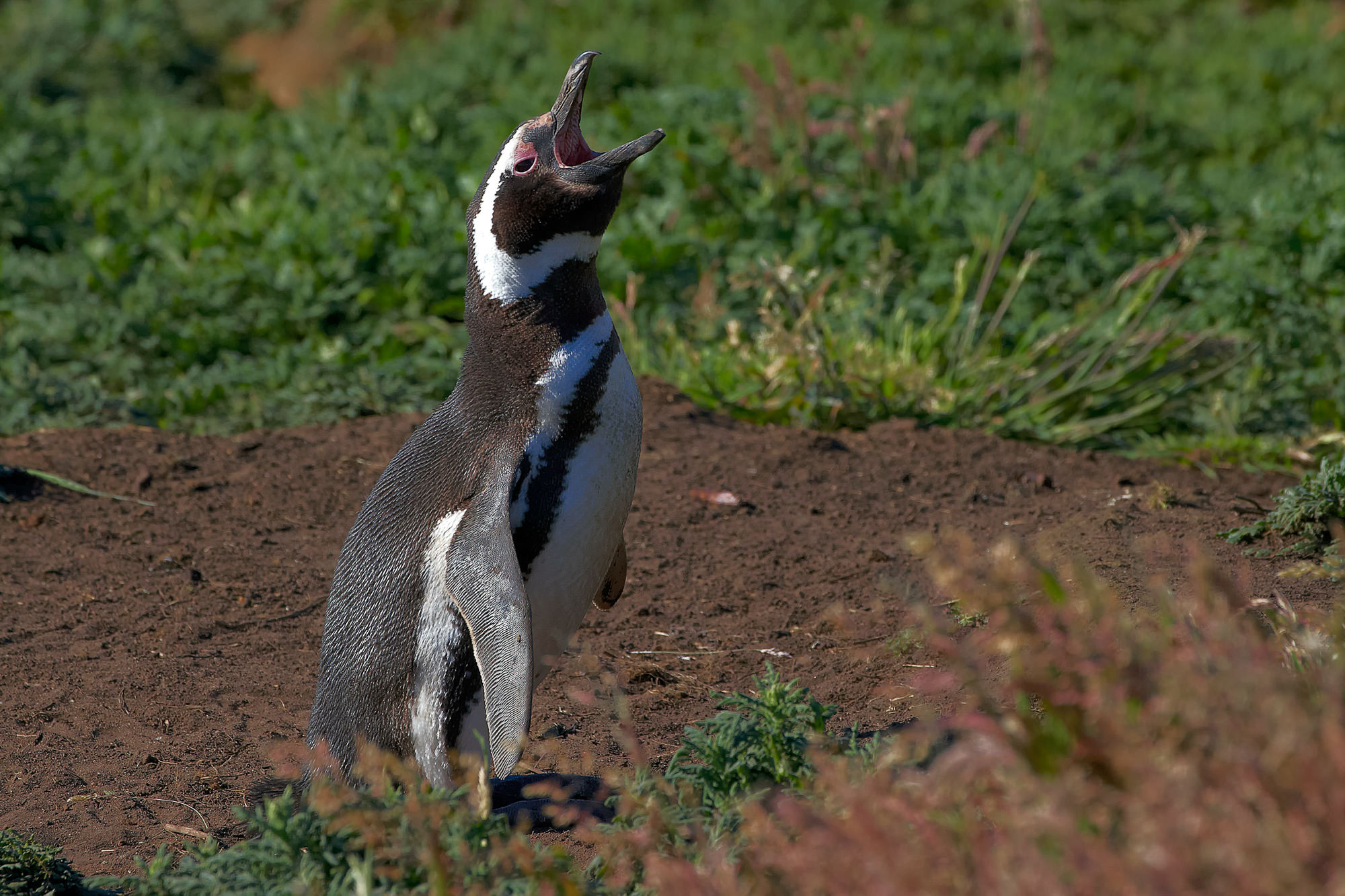 magellanic penguin