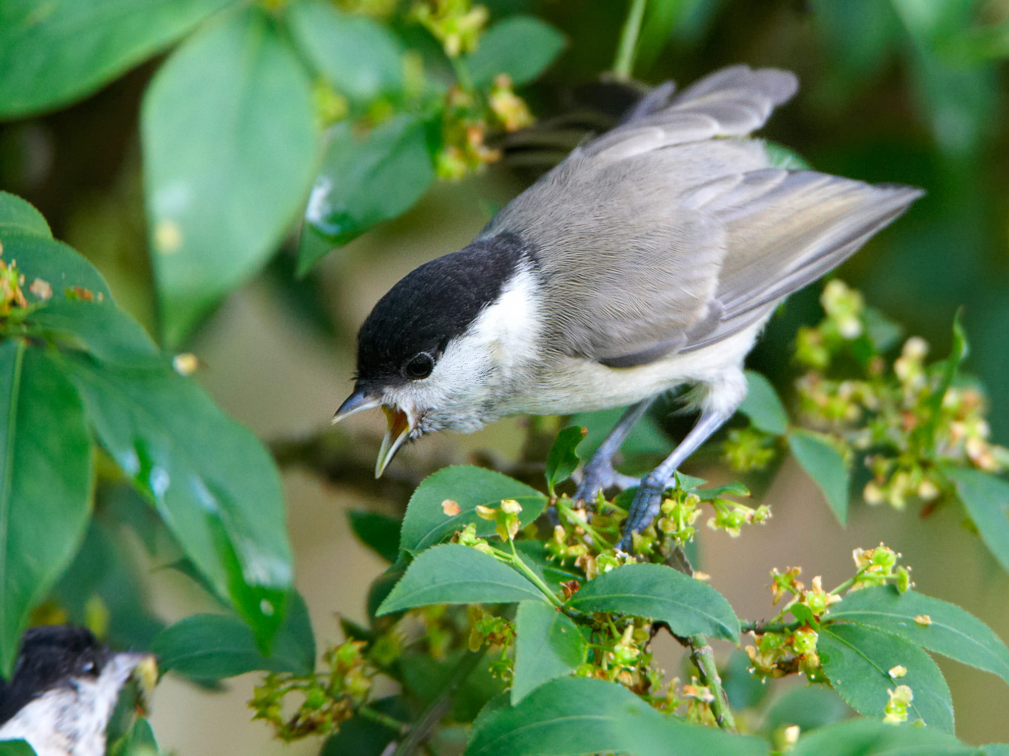 marsh tit