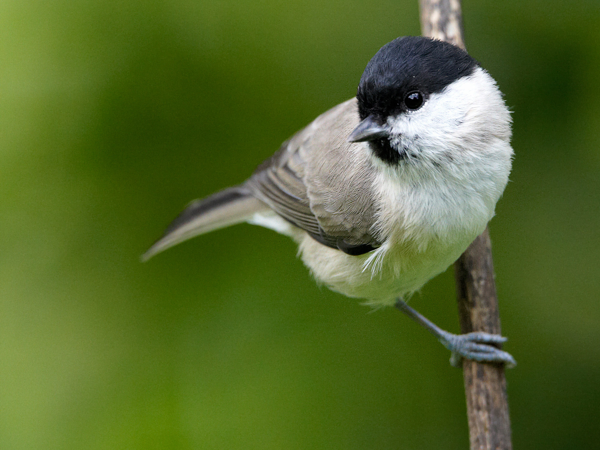 marsh tit