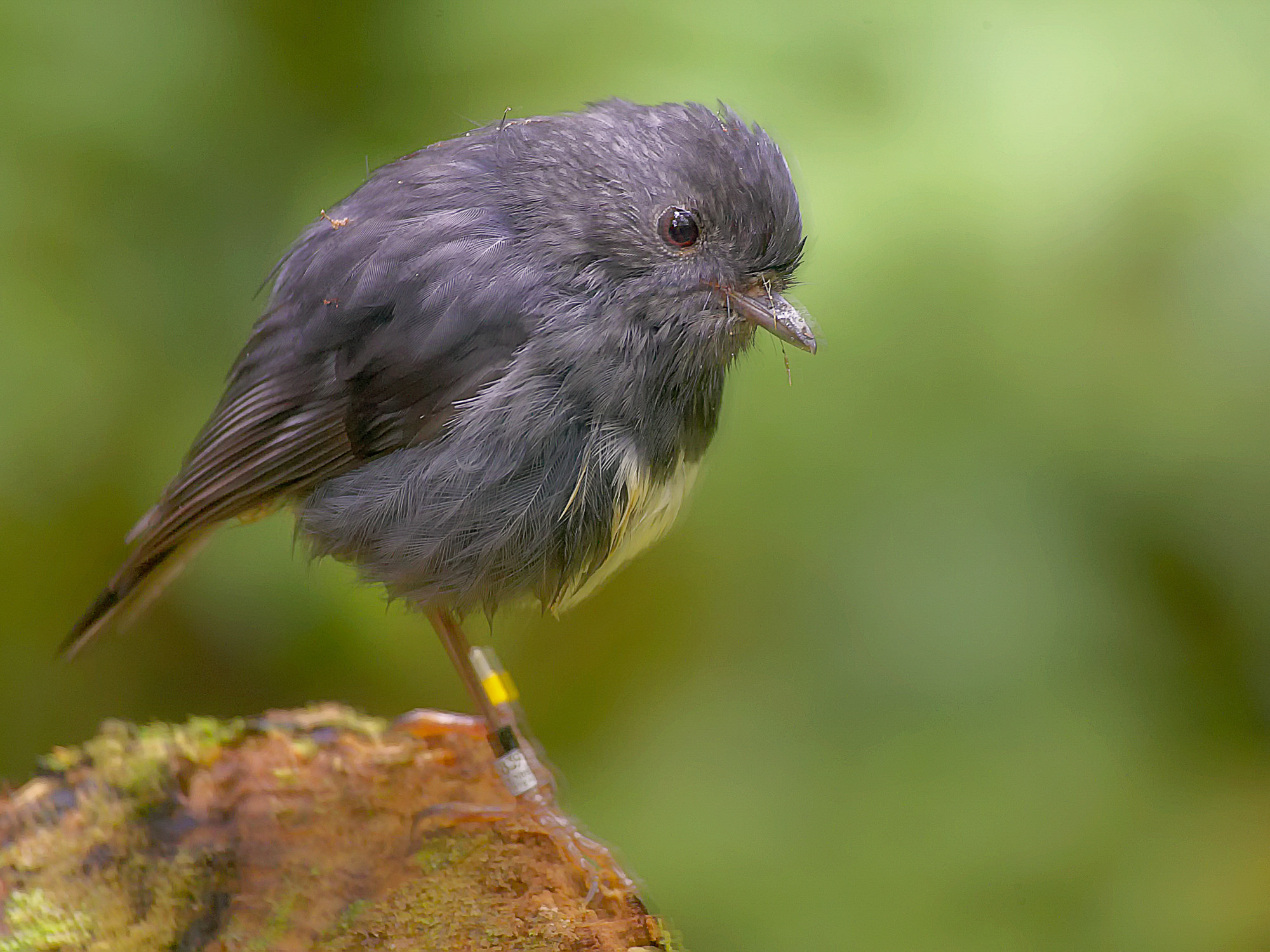 New Zealand Robin or Toutouwai (Māori)