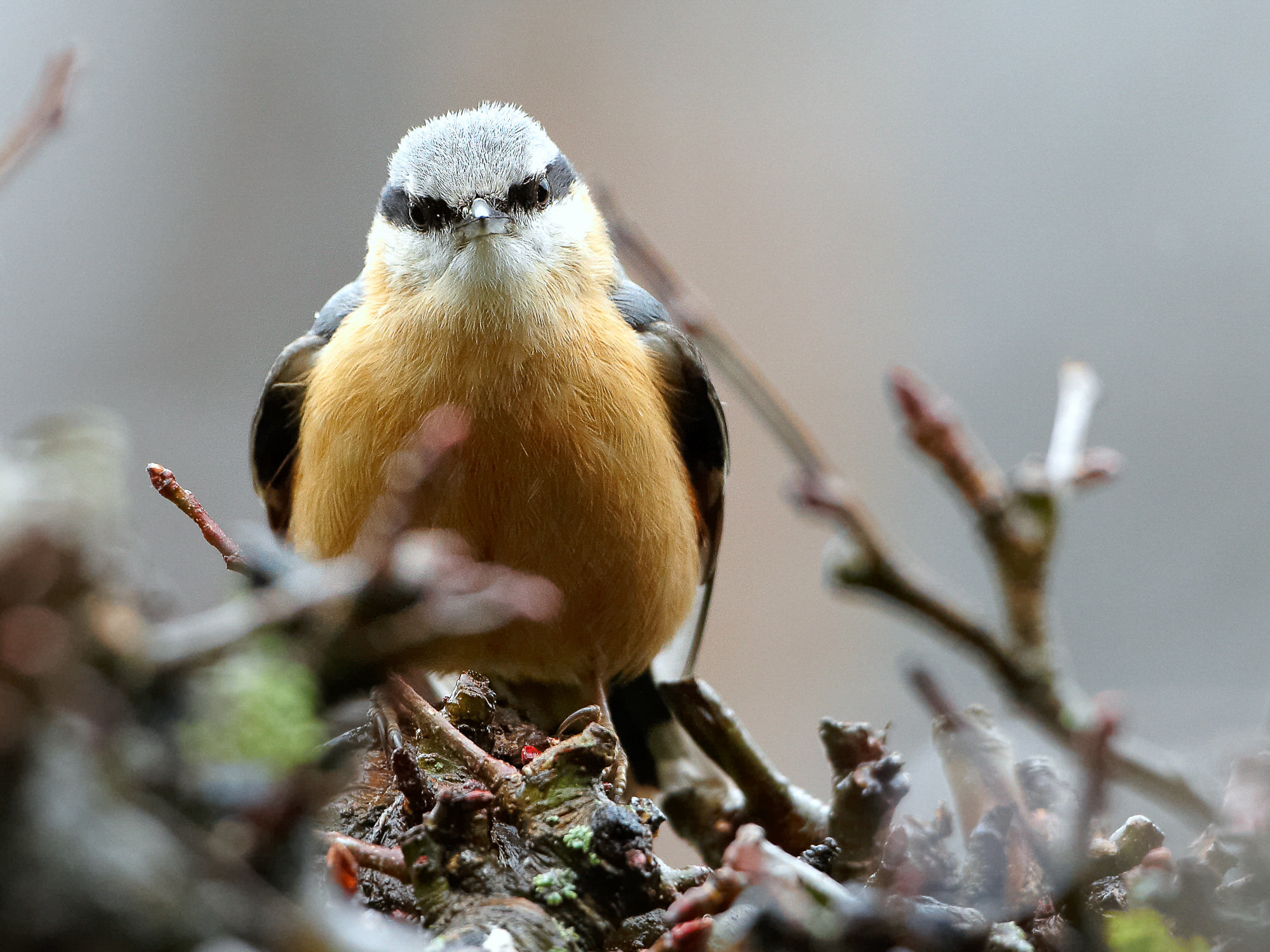 nuthatch