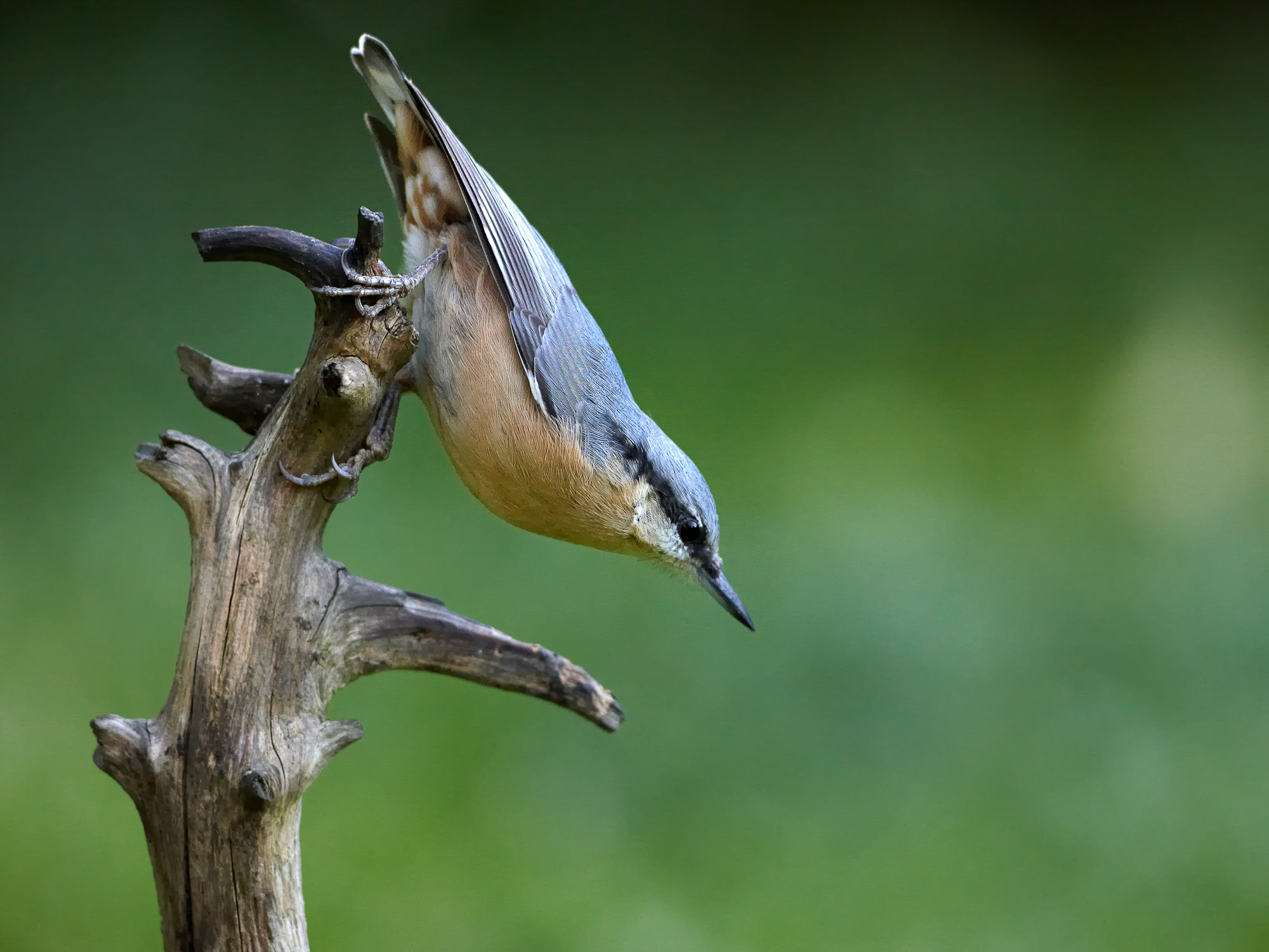 nuthatch