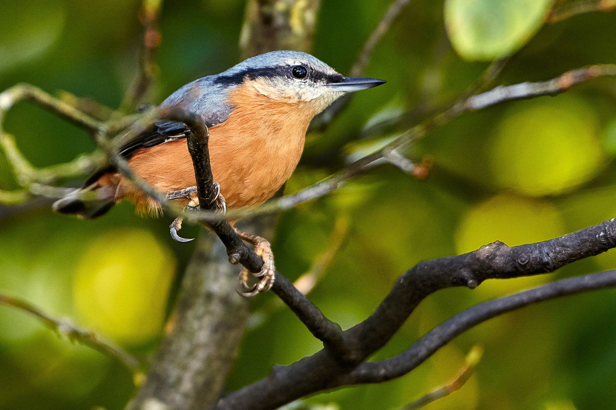 nuthatch