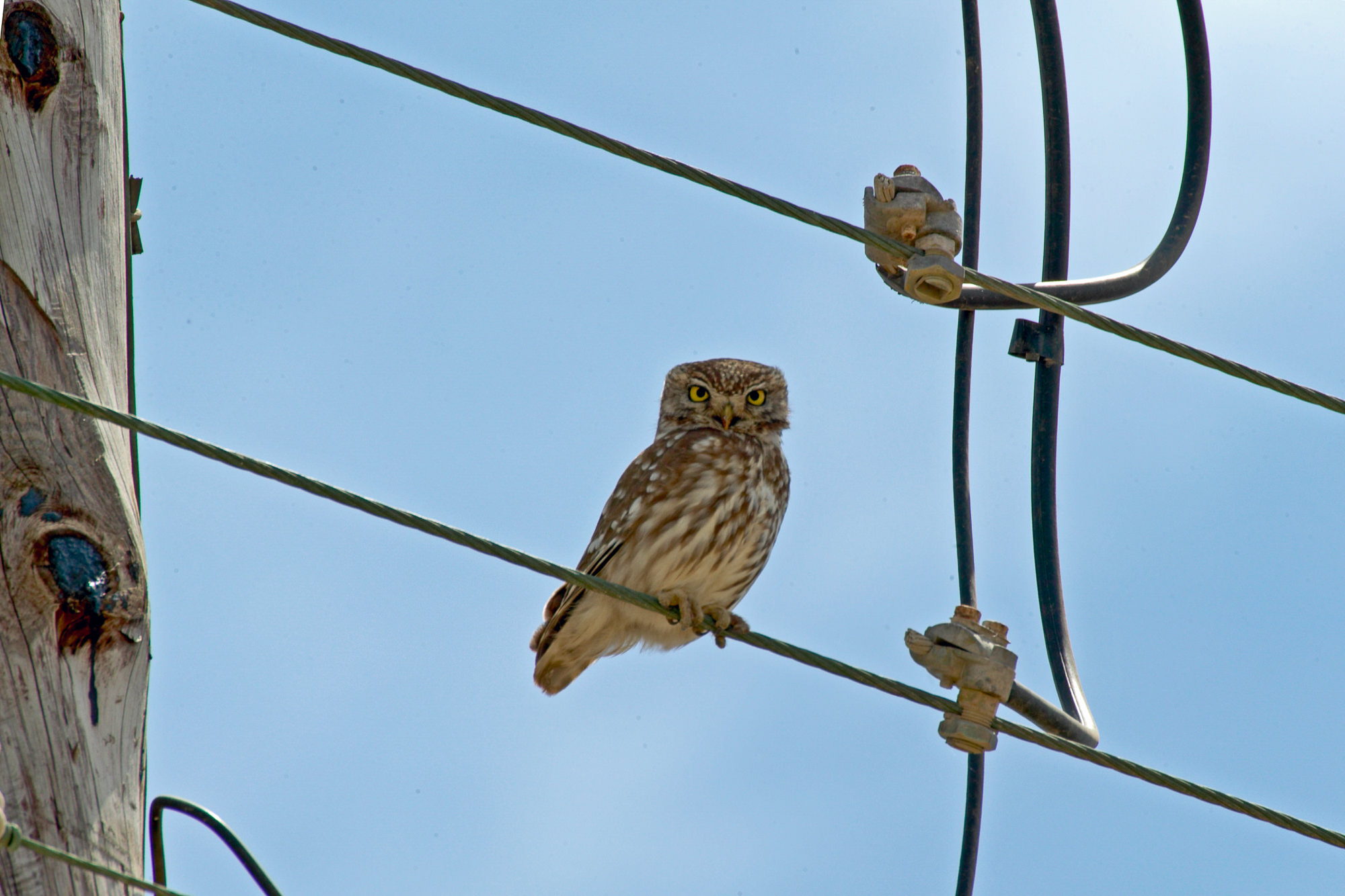 little owl