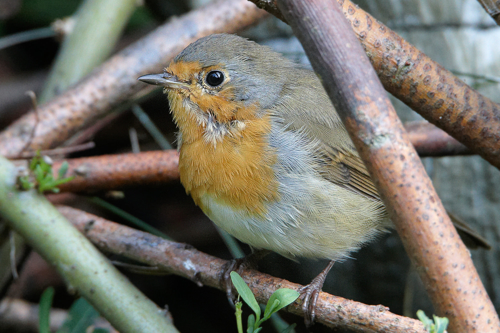 robin
