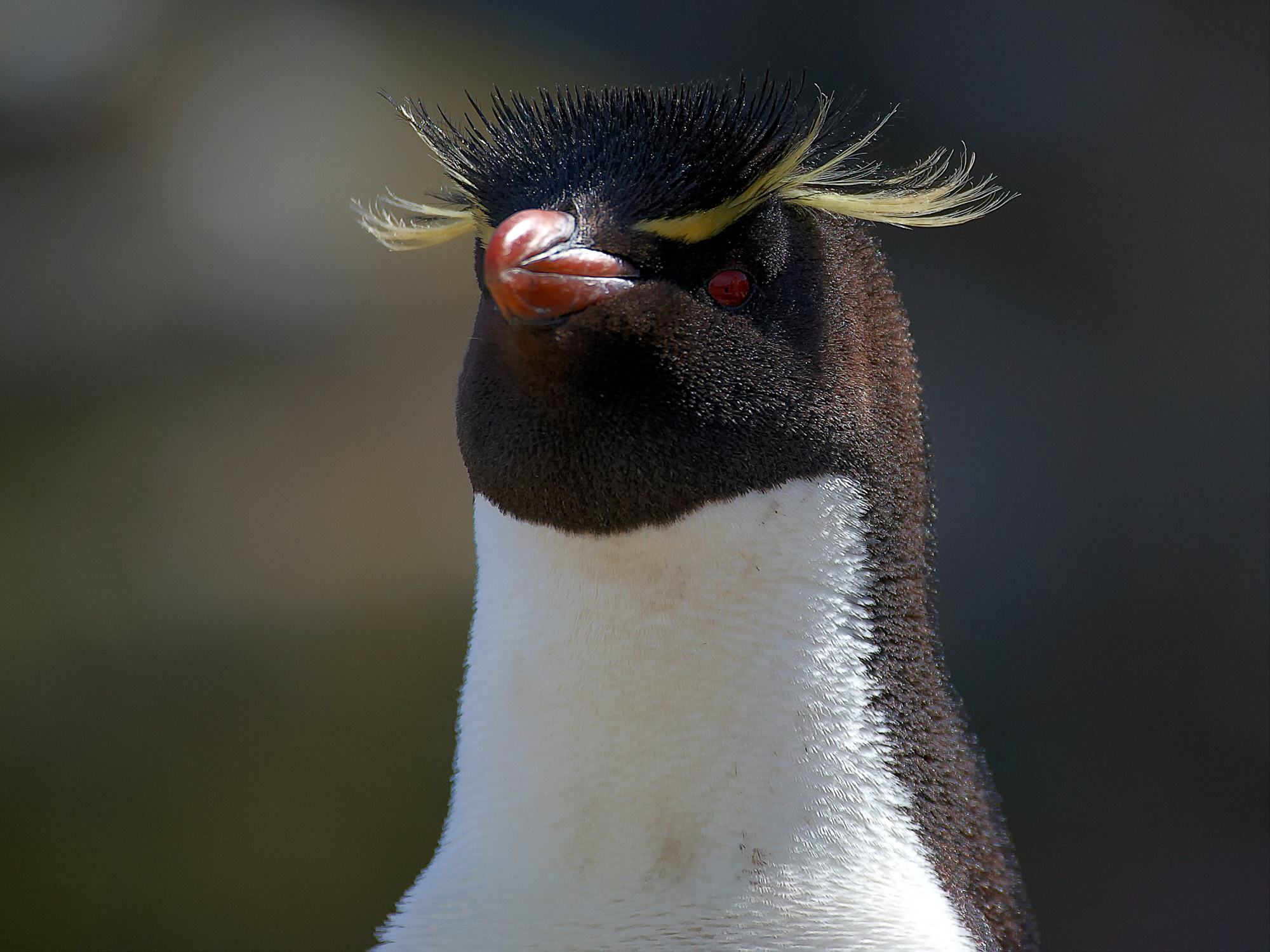 Rockhopper penguin