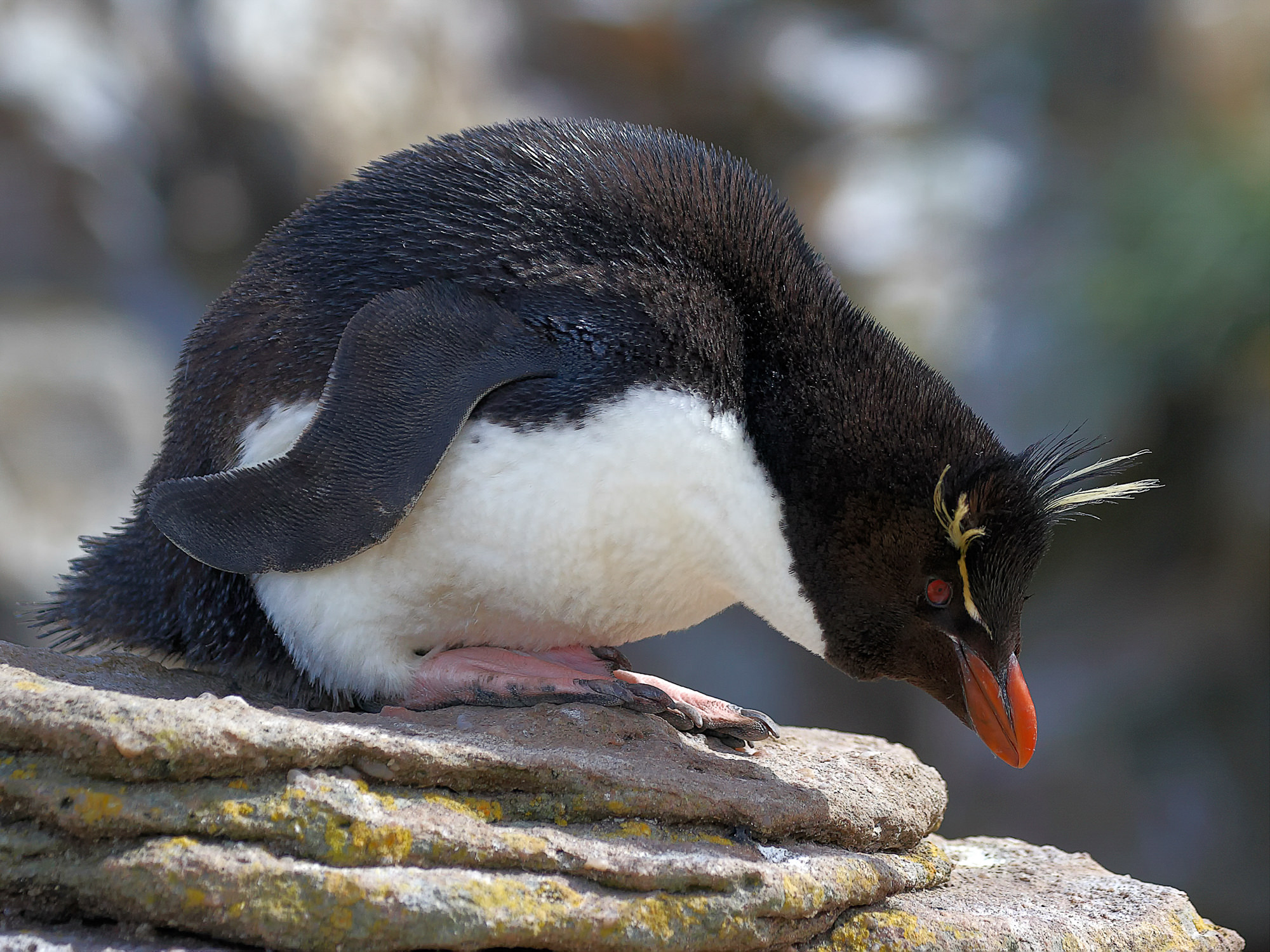 rockhopper penguin