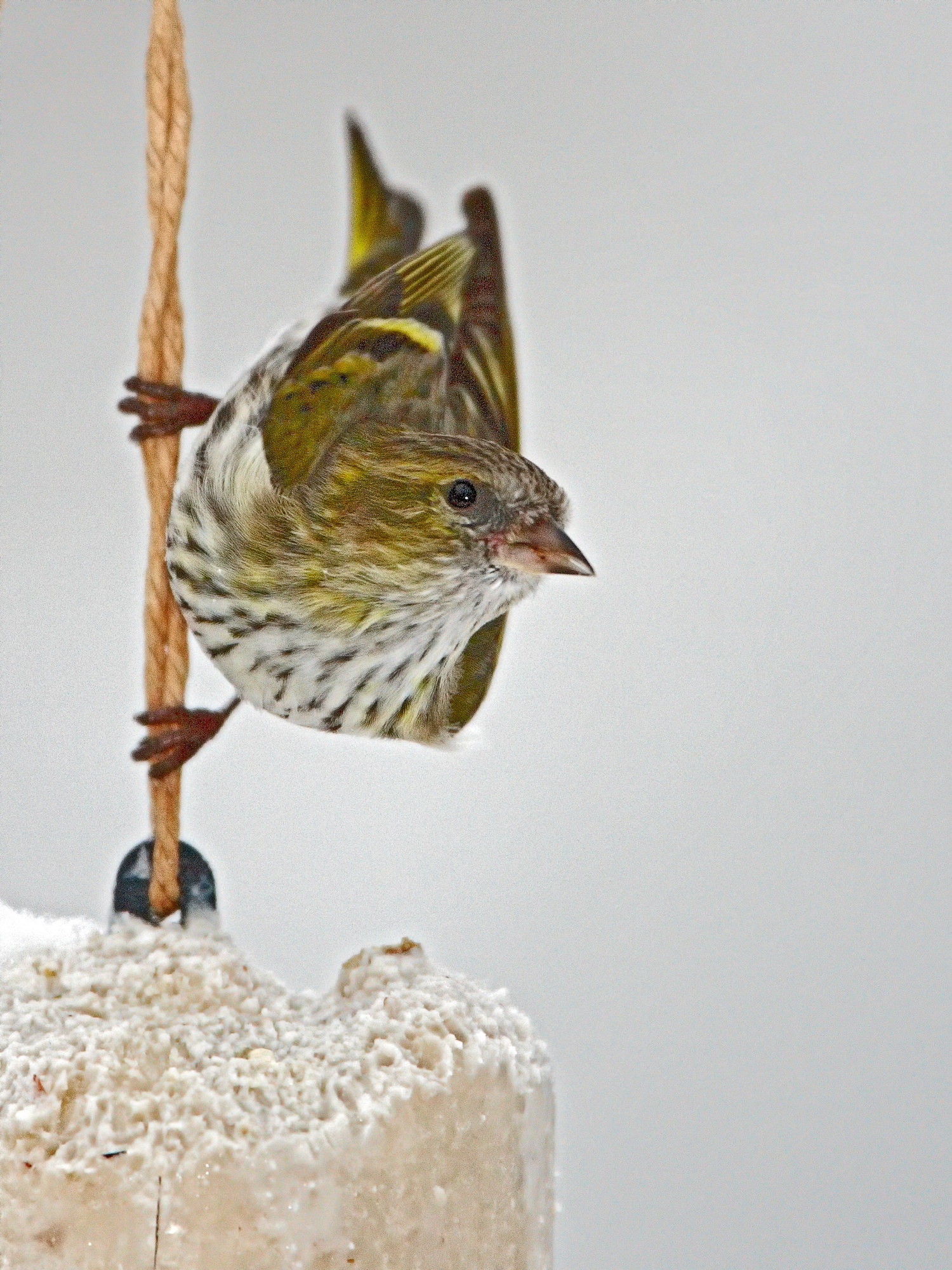 siskin (female)