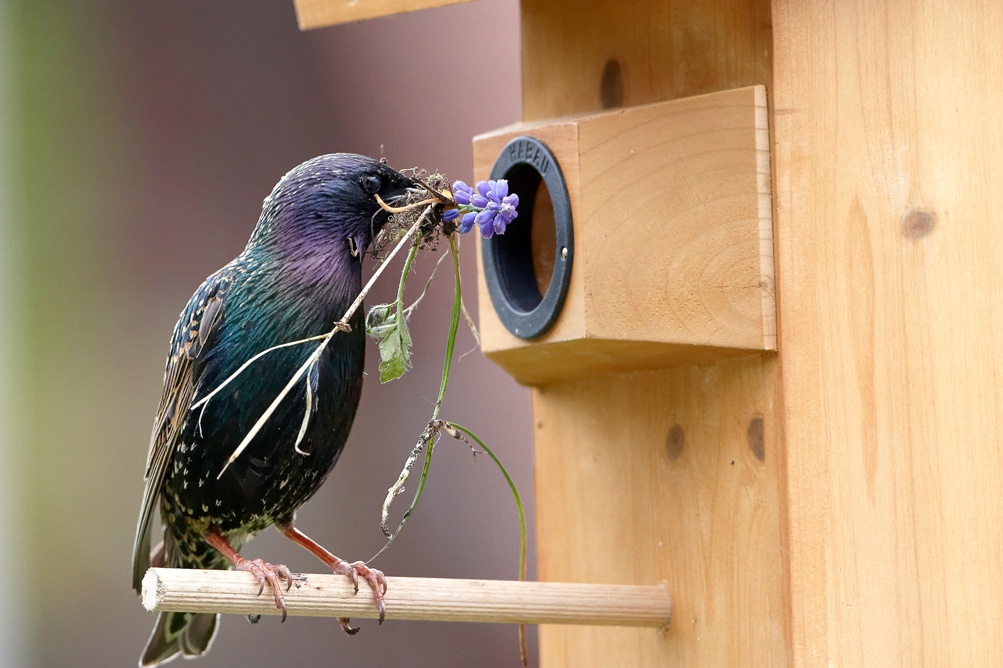 star brings birdal gifts