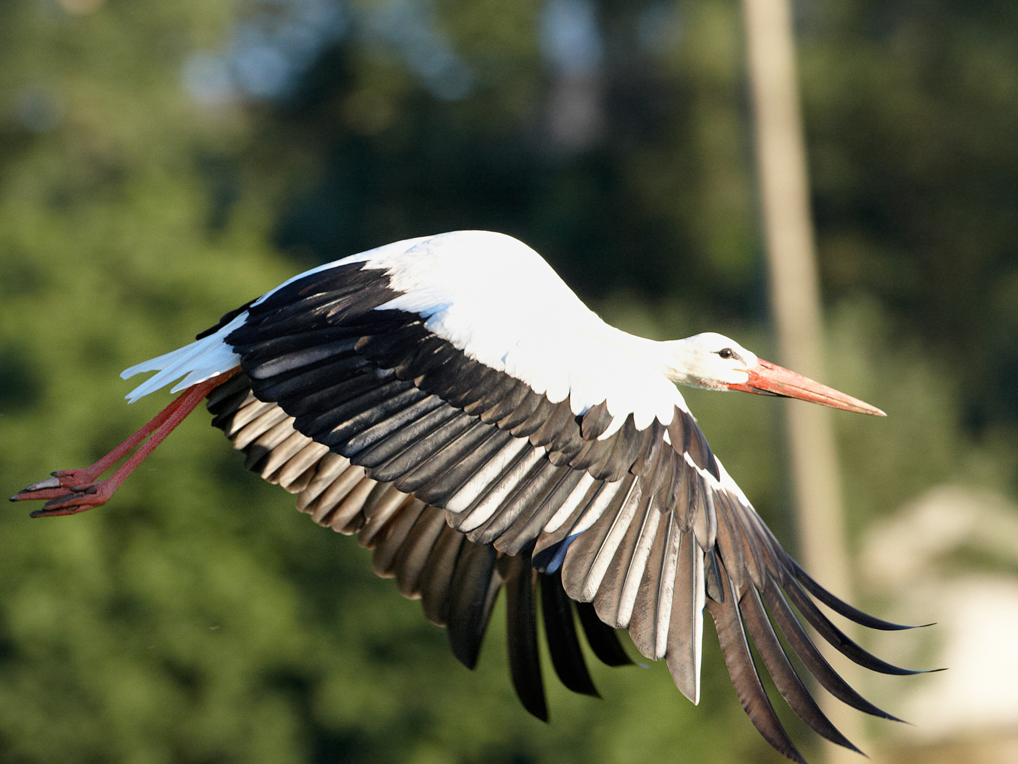 stork
