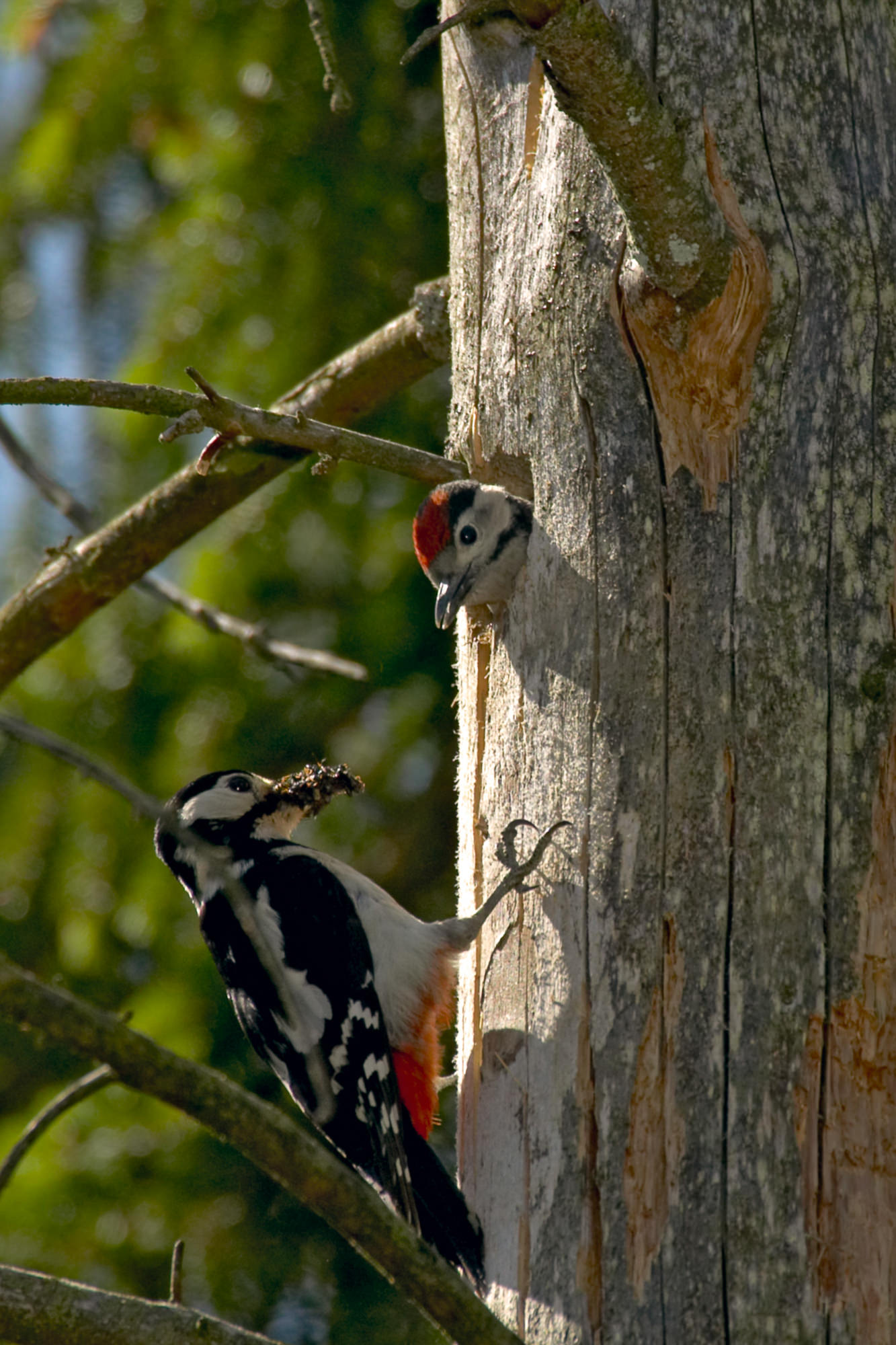 butch woodpecker