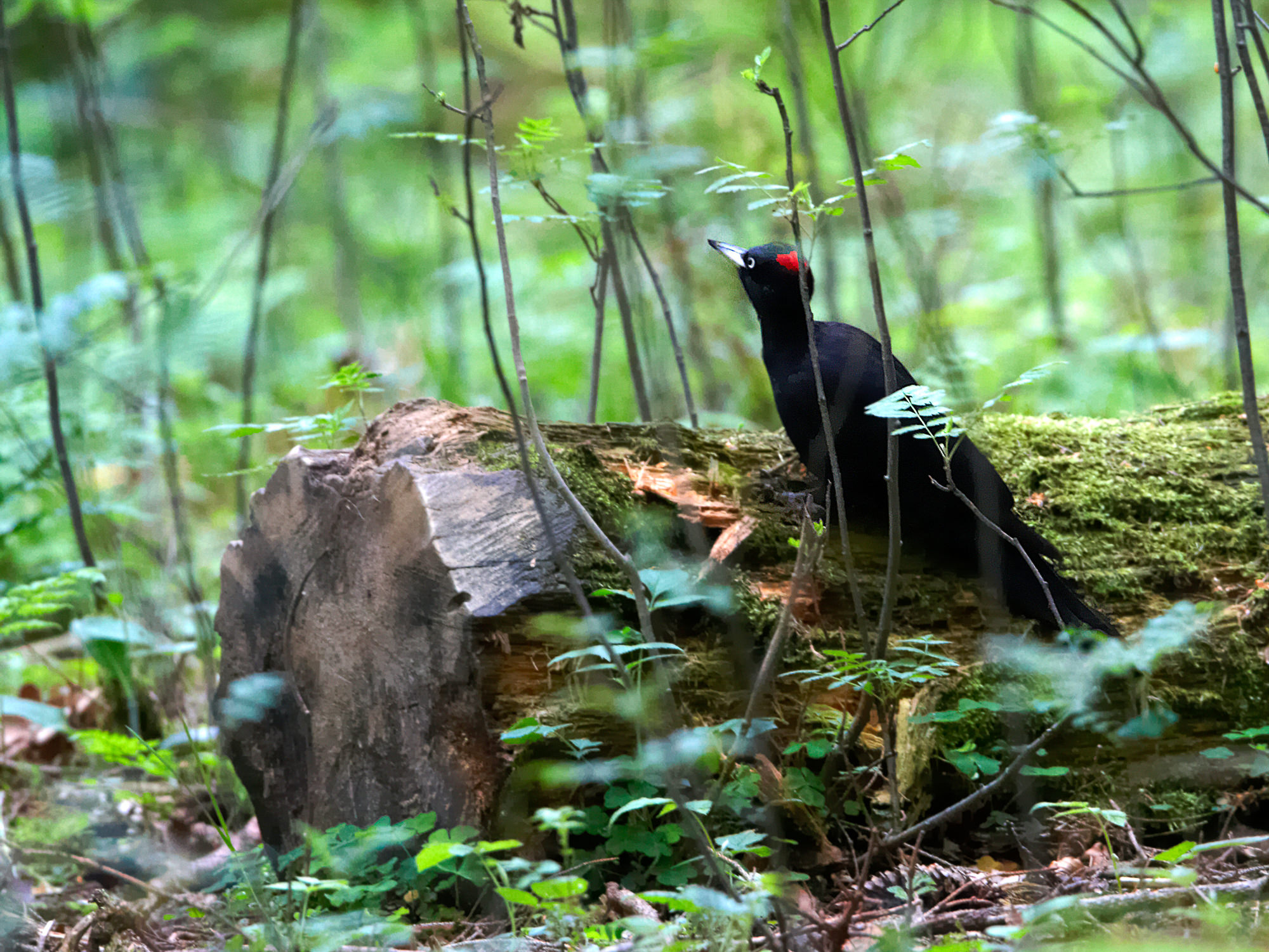 woodpecker / specht