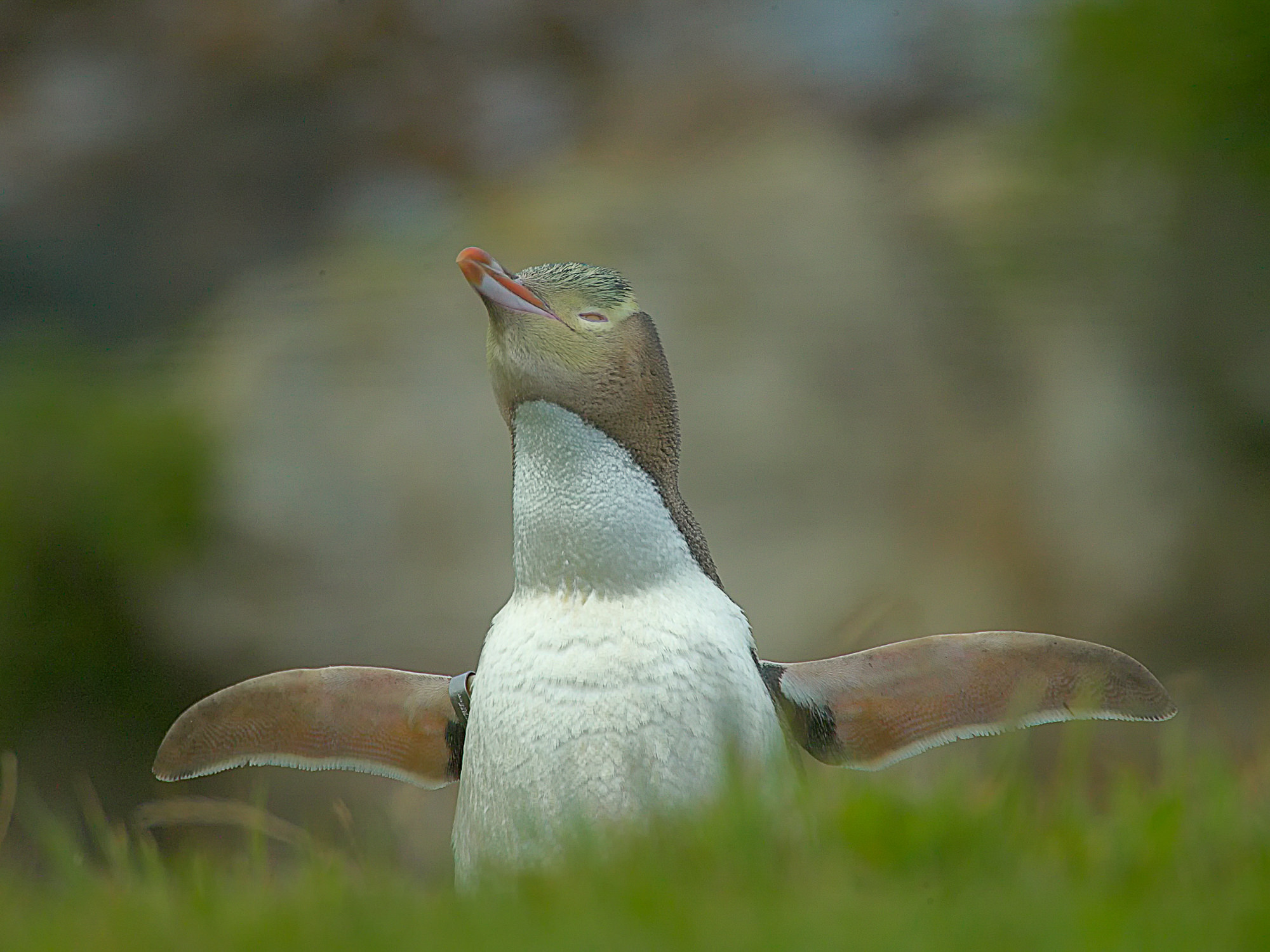 yellow-eyed penguin, New Zealand