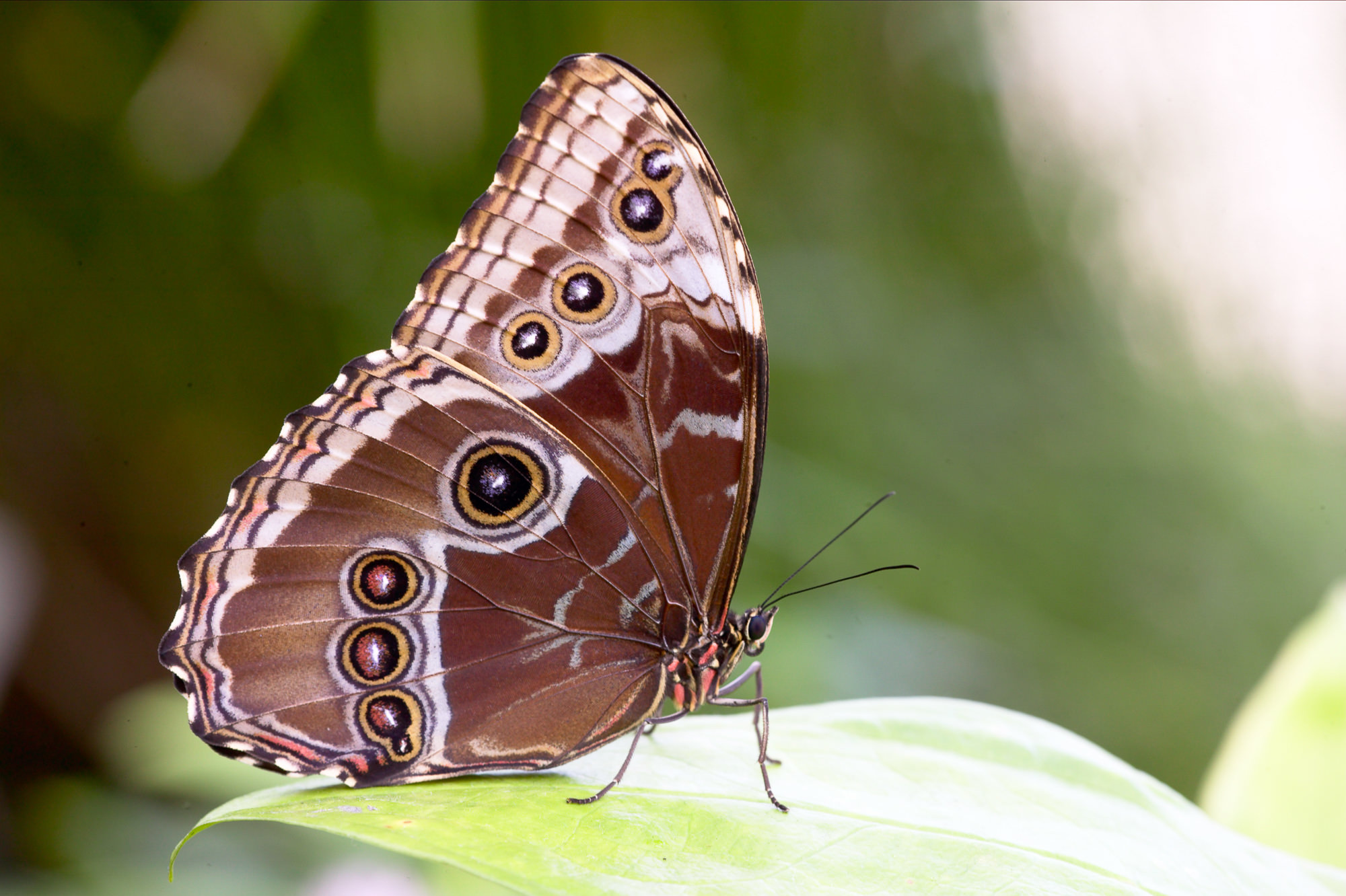 Emperor / peleides blue morpho [Morpho peleides]