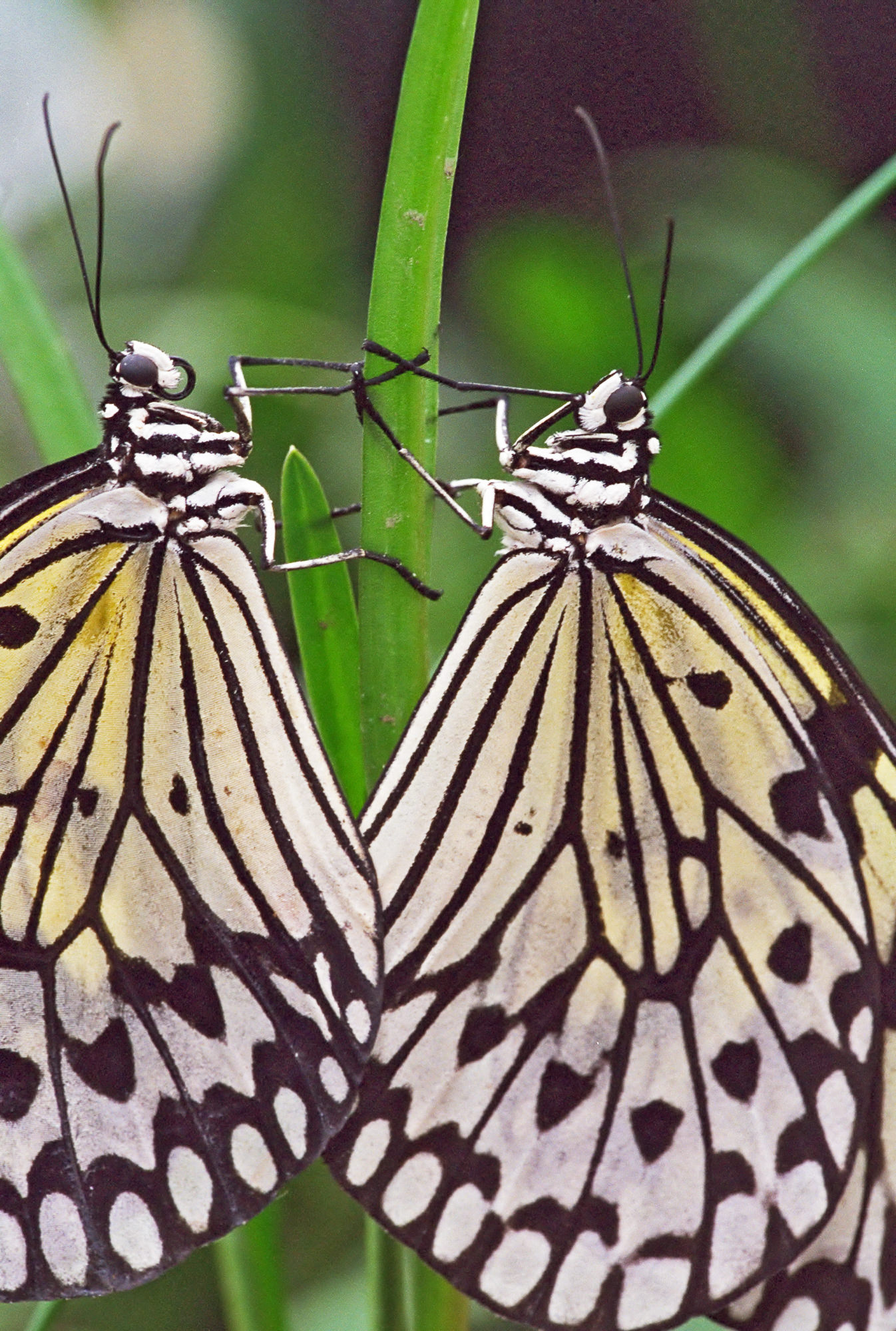 Dryad / Idea leuconoe