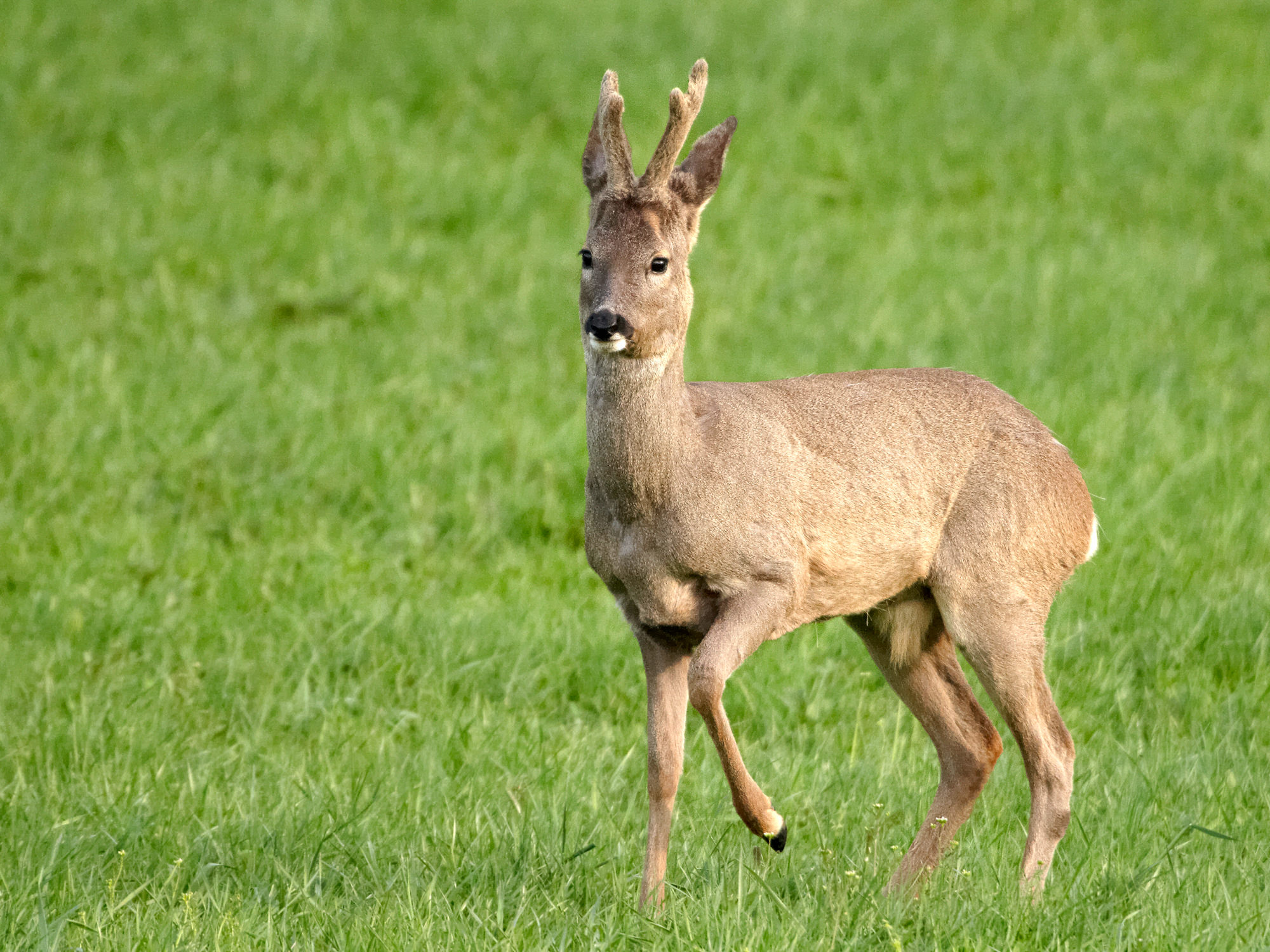 Young roebuck
