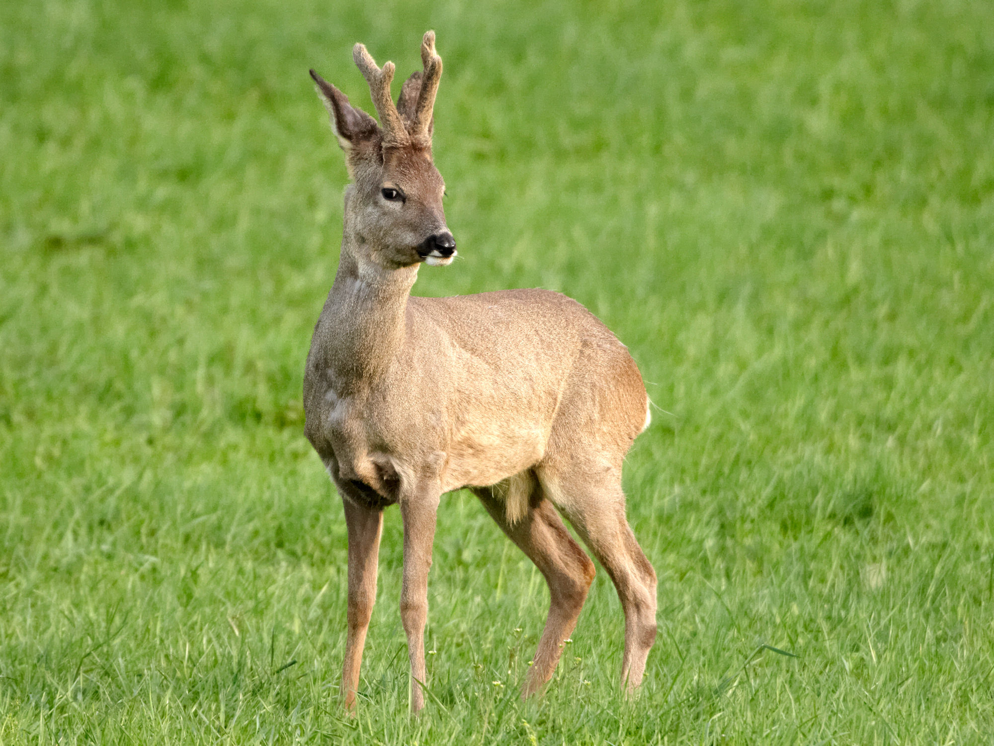 Young roebuck