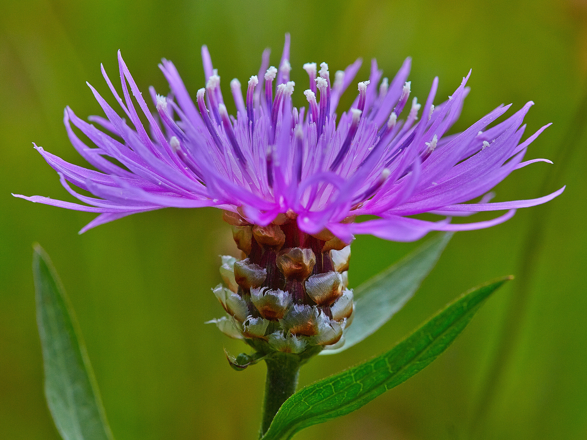 knapweed