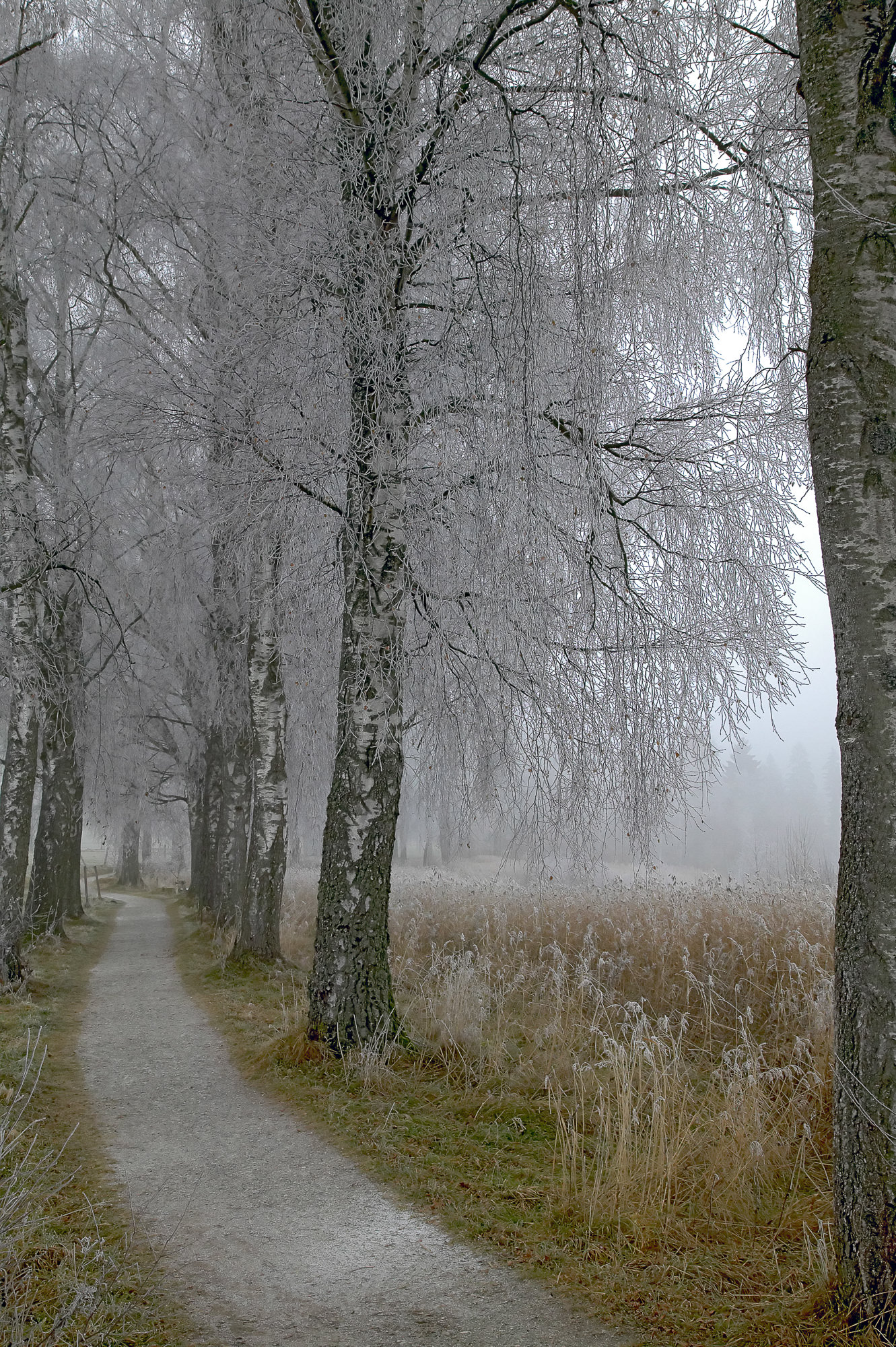 Birch avenue in winter, Upper Bavaria