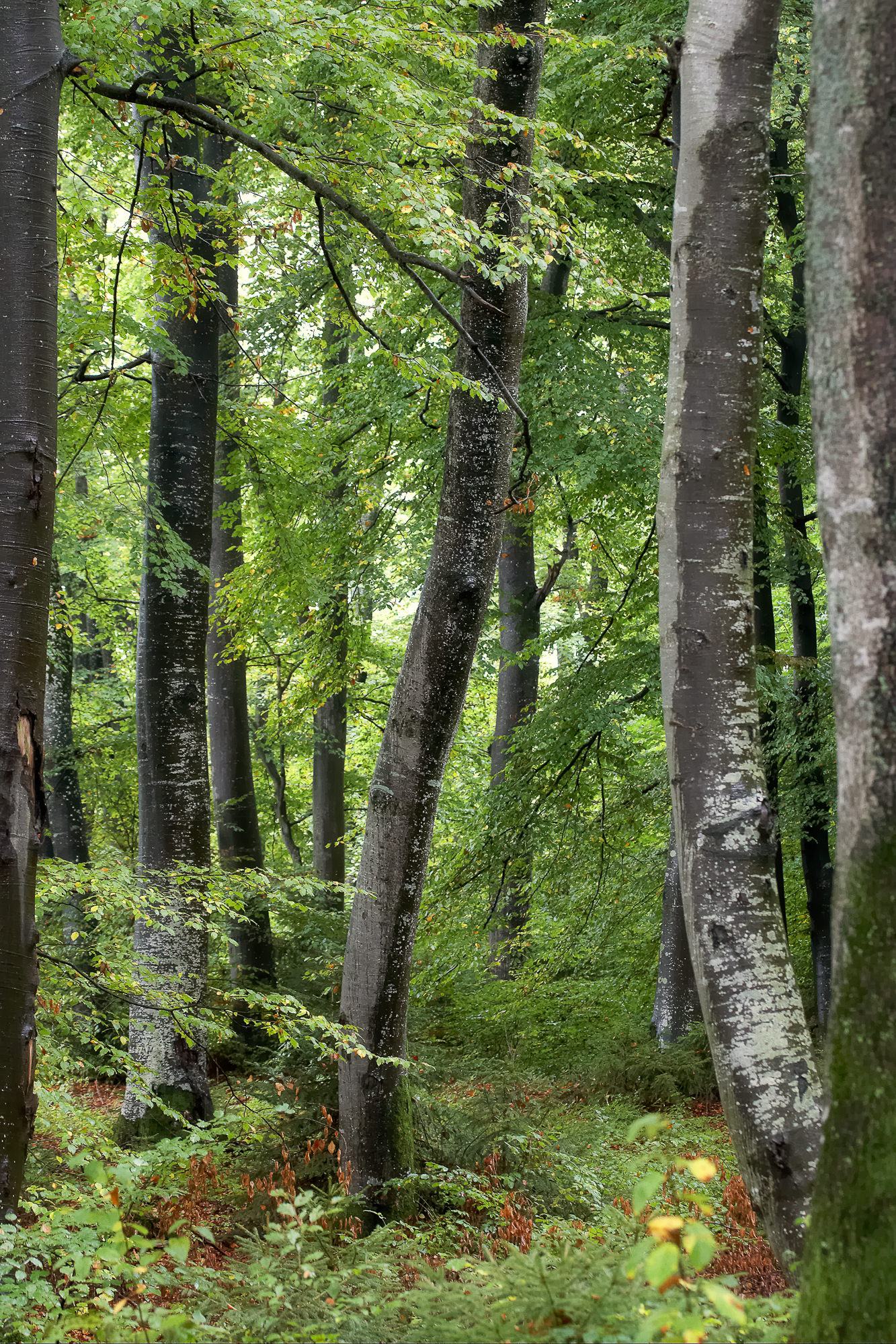 Beech trees in spring, Upper Bavaria