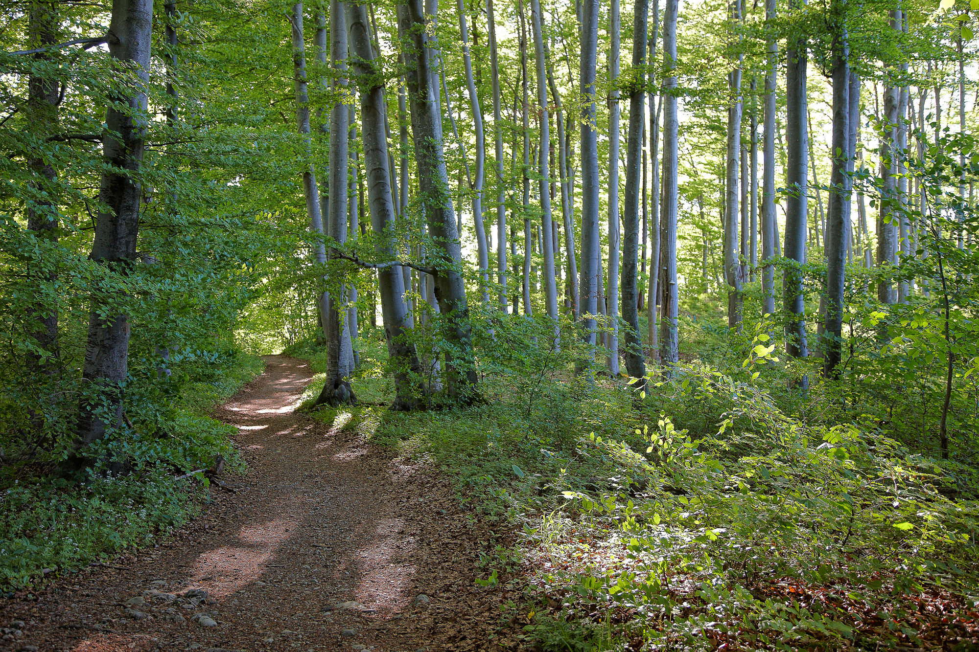 Beech path in spring, Upper Bavaria
