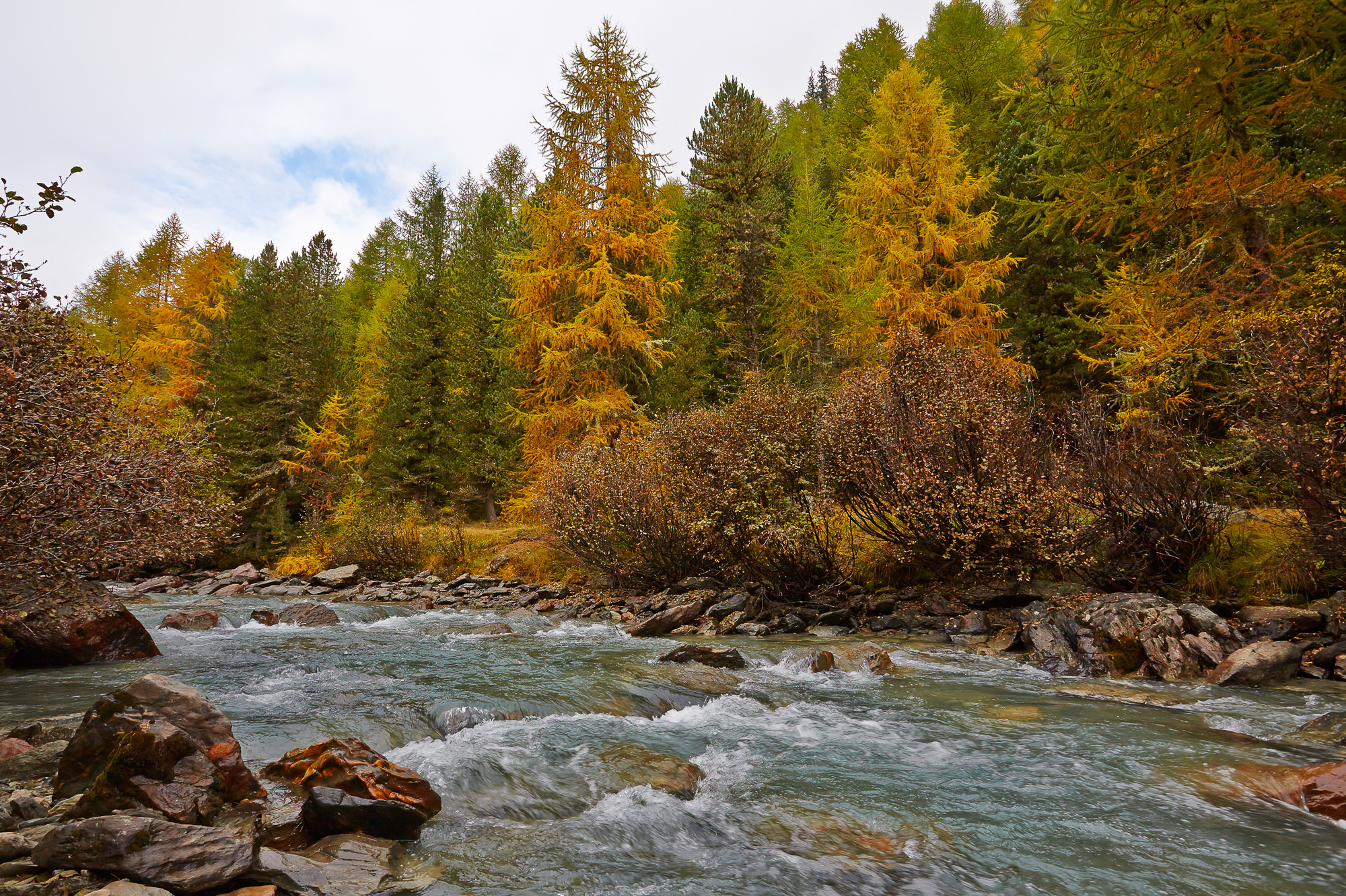 autumnal larch trees, South Tyrol