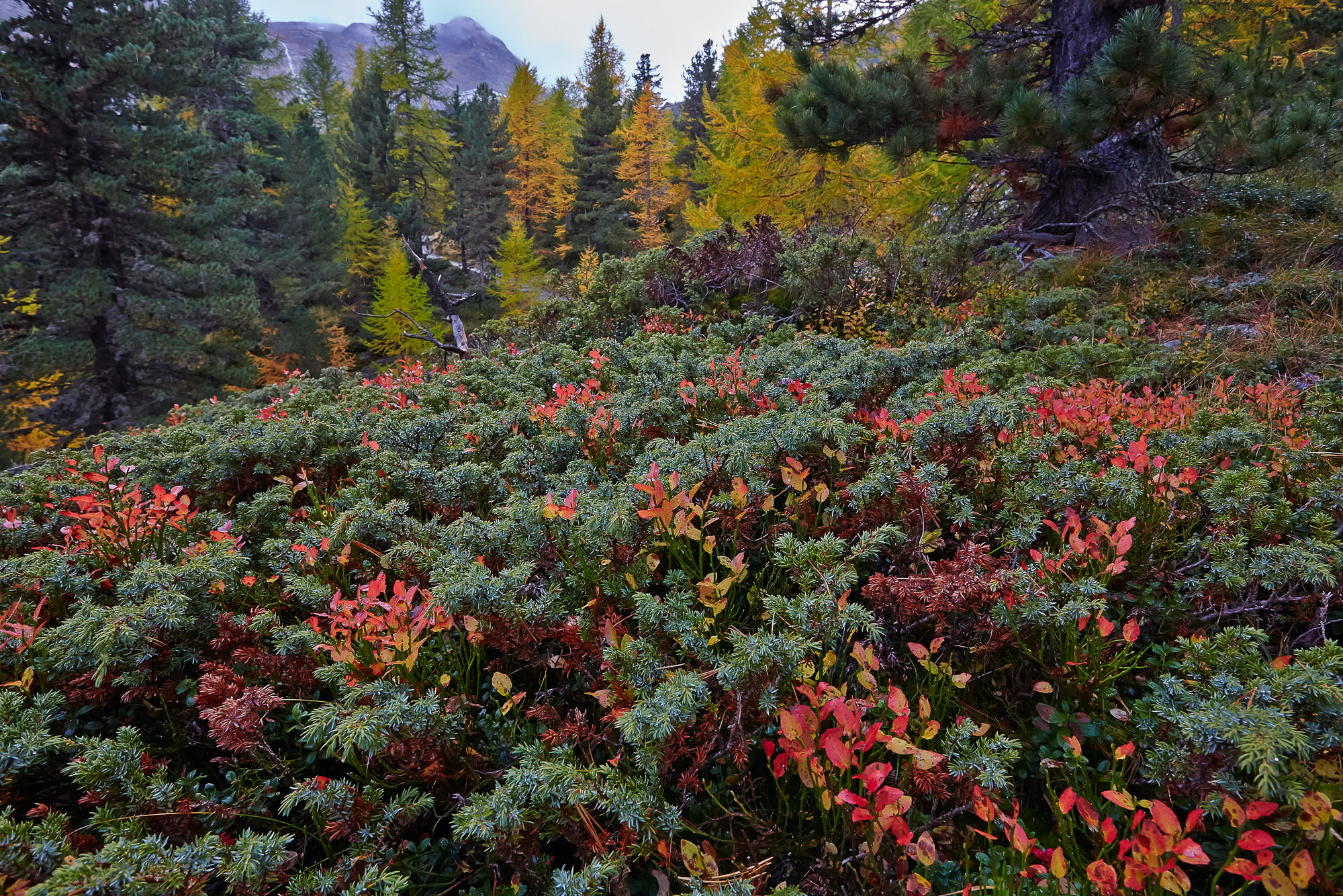 Alpine roses, South Tyrol