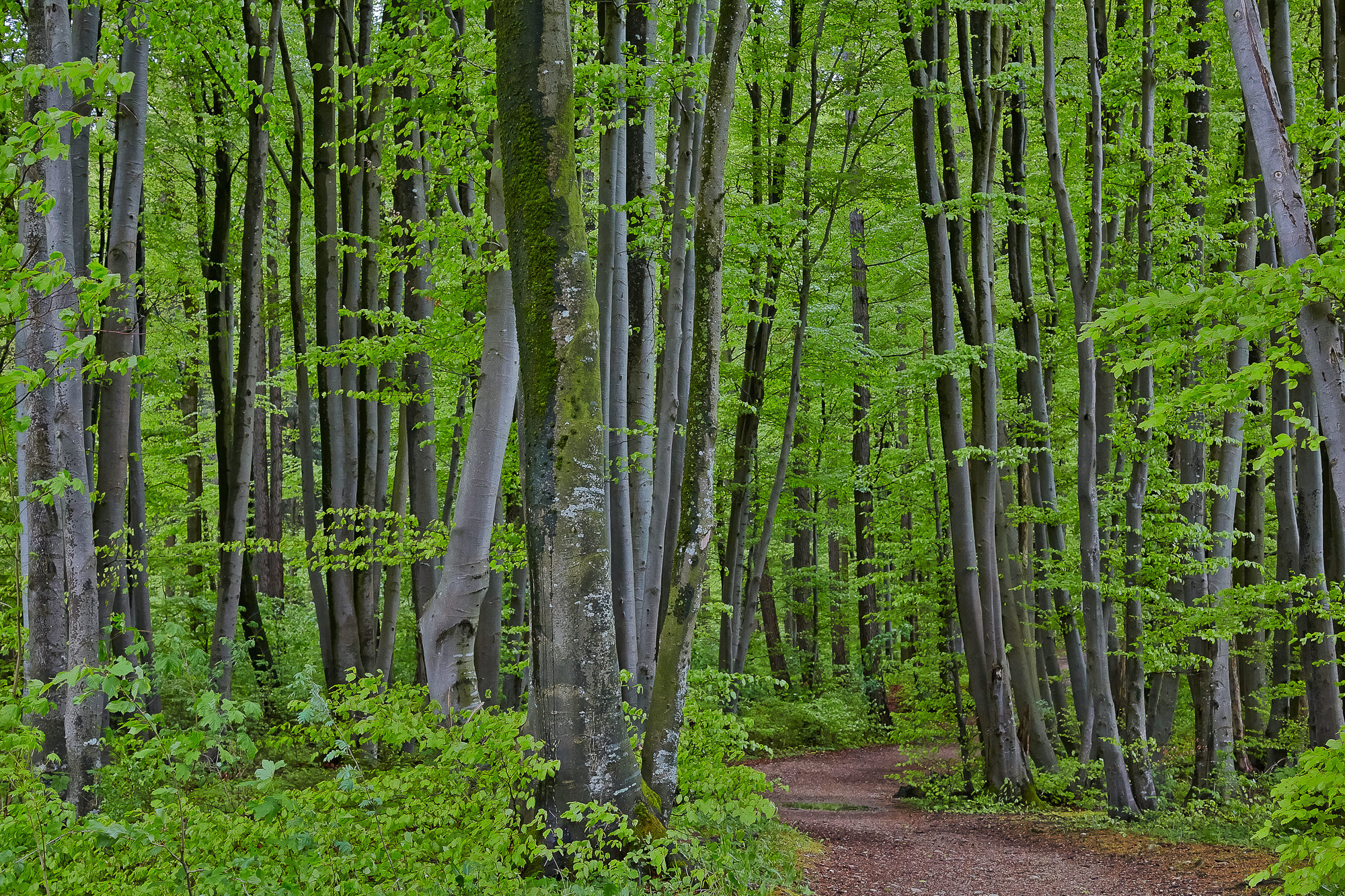Beech trees in spring
