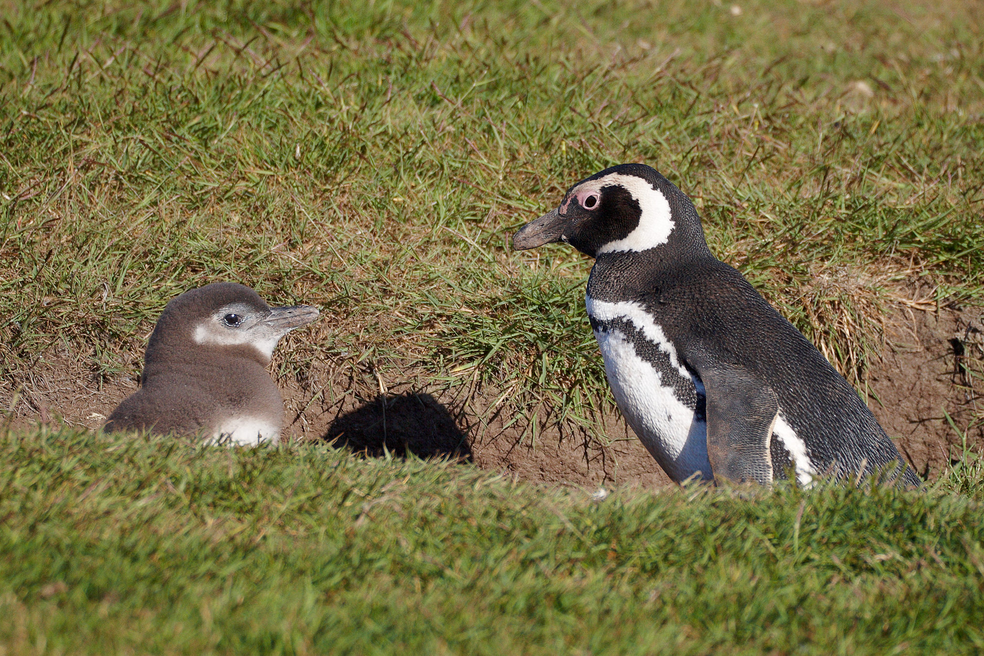 nest of a magellanic penguin