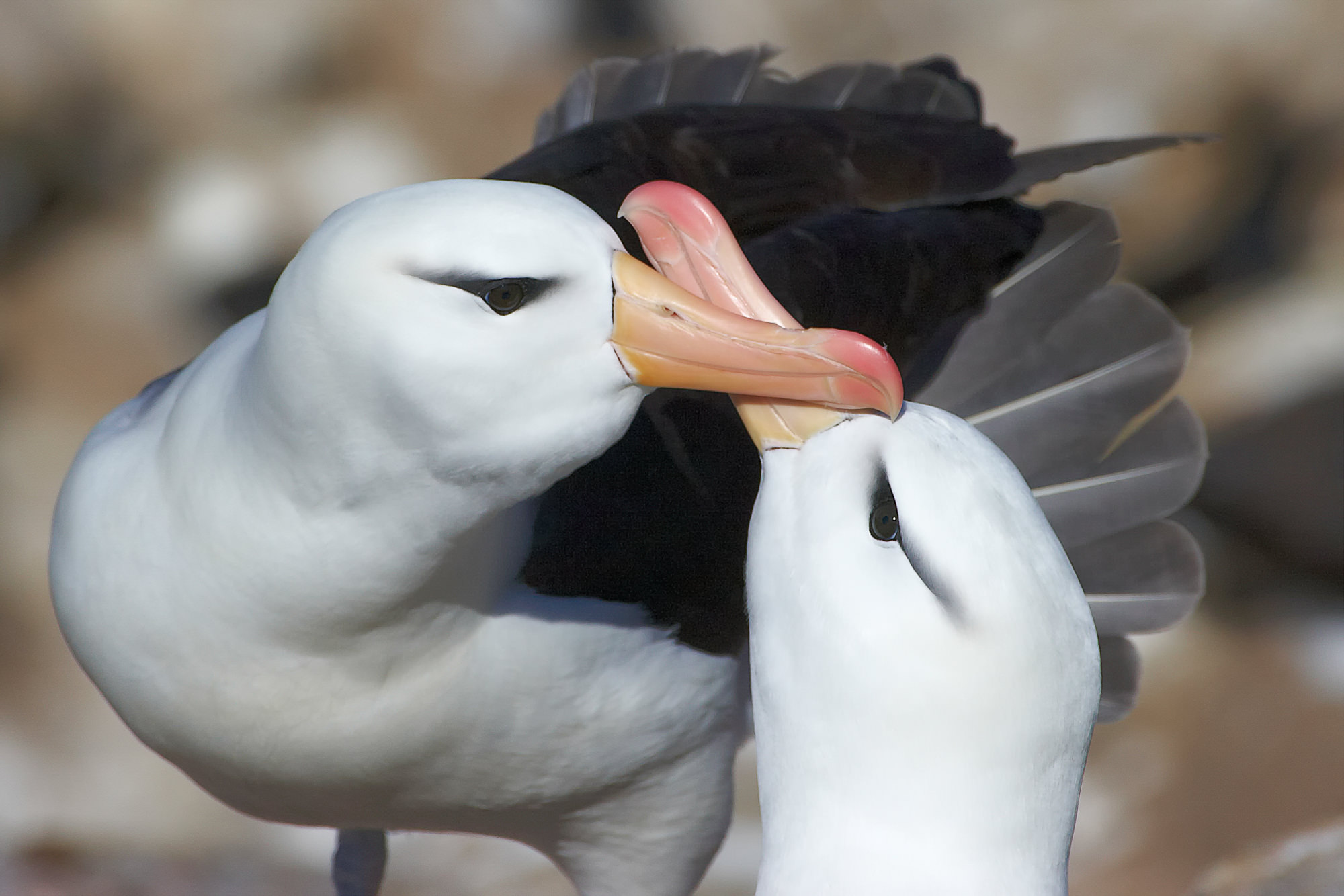 black-browed albatrosses are monogamous