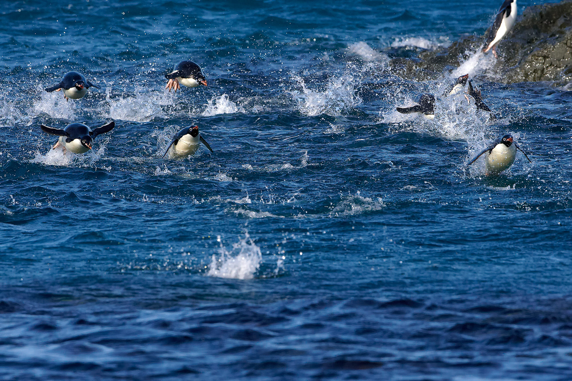 adelie penguins, swimming competition