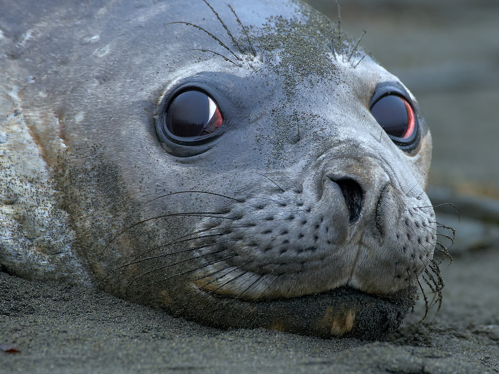elephant seal