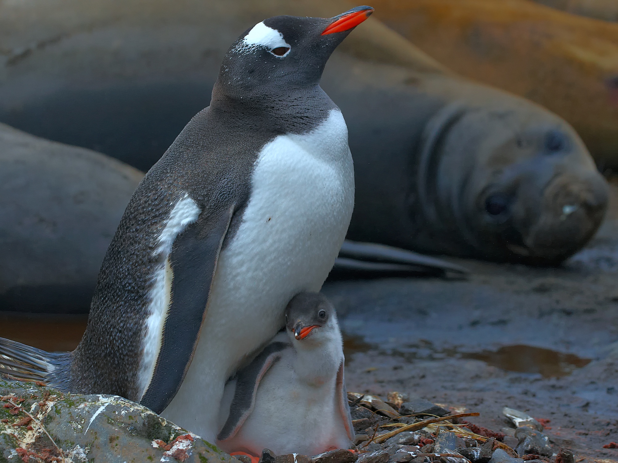 gentoo penguin with chick
