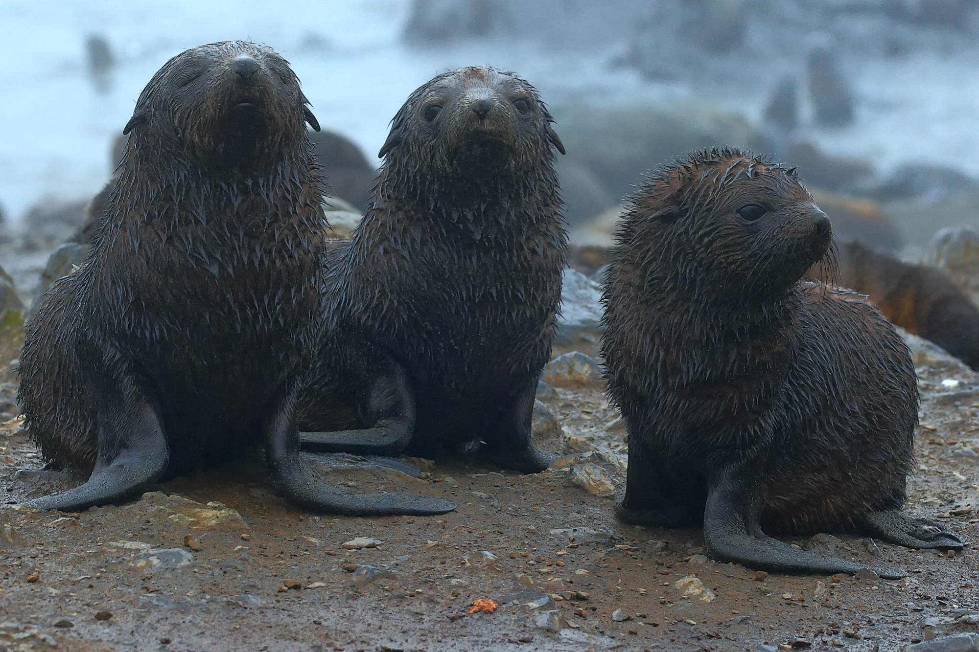 young fur seals and best friends