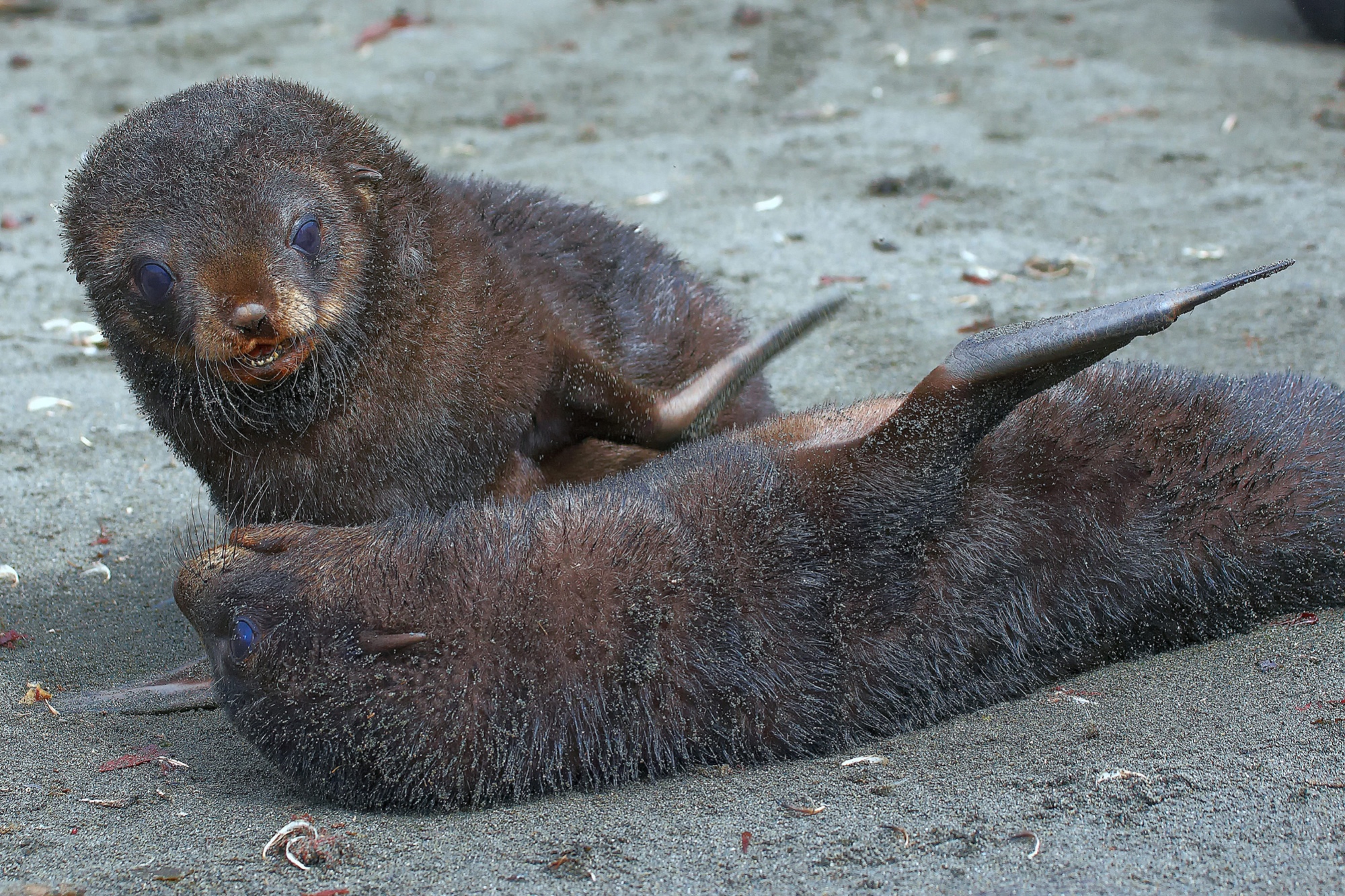 young fur seals play with each other