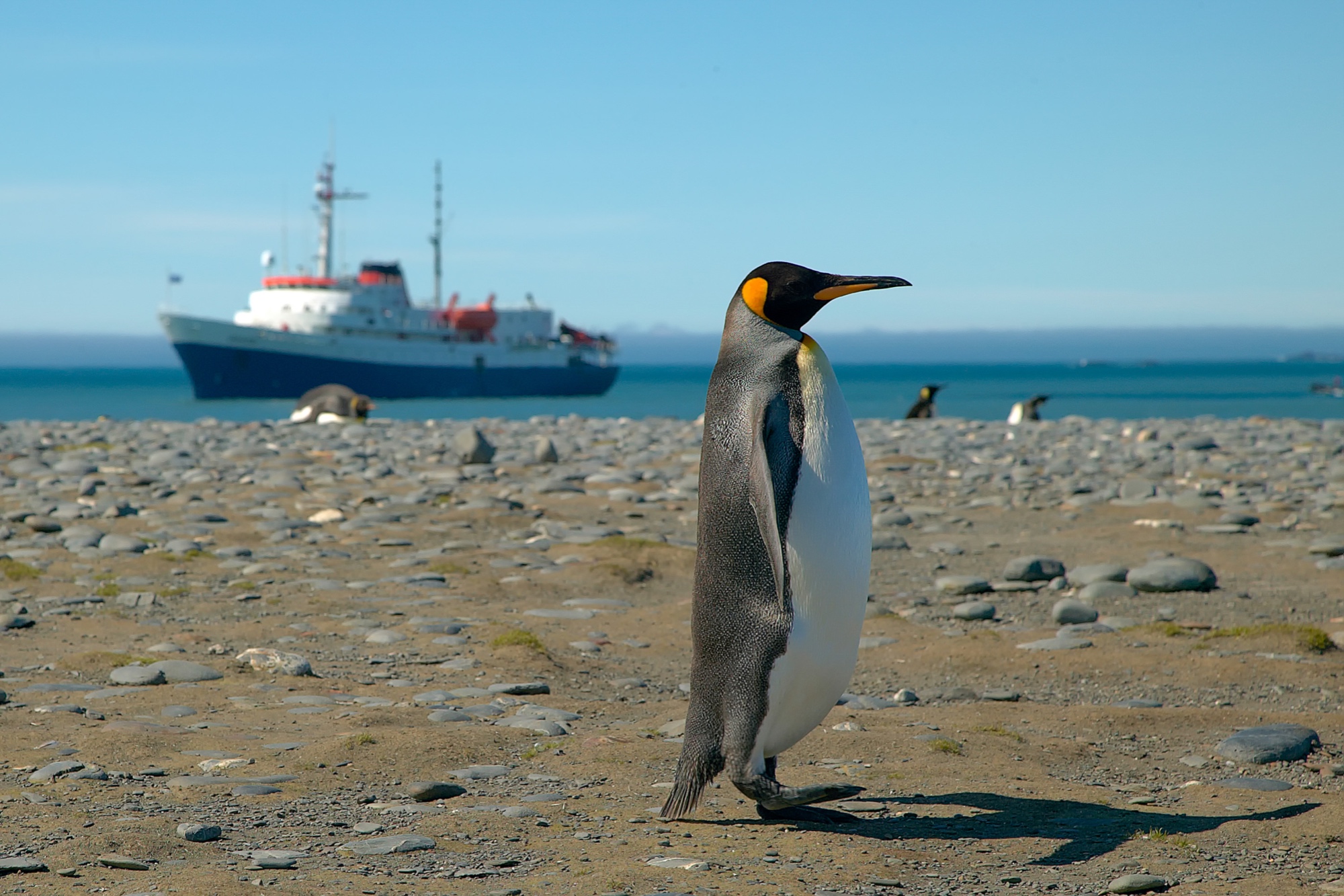 king penguin at Salisbury Plain
