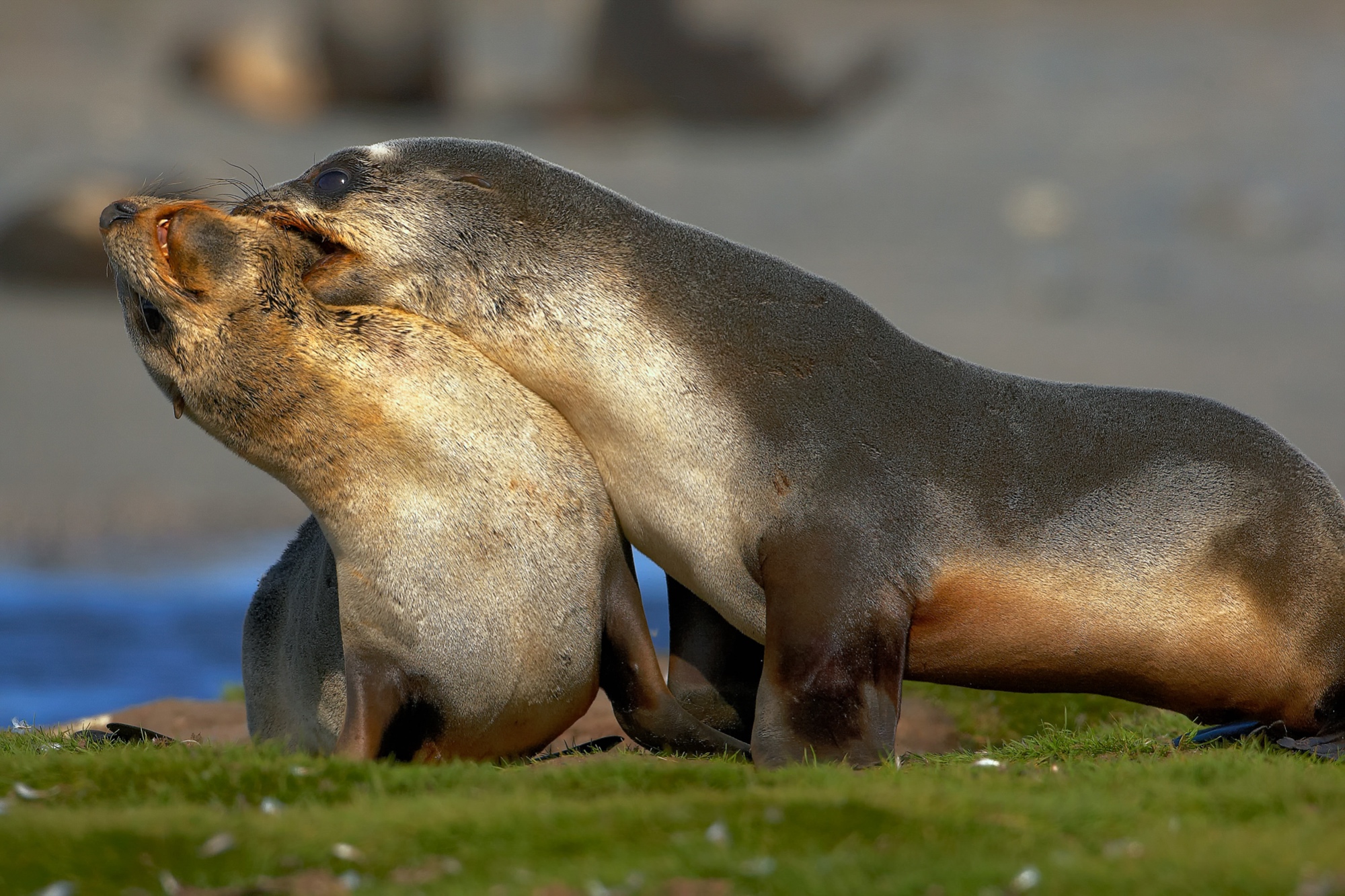 young fur seals