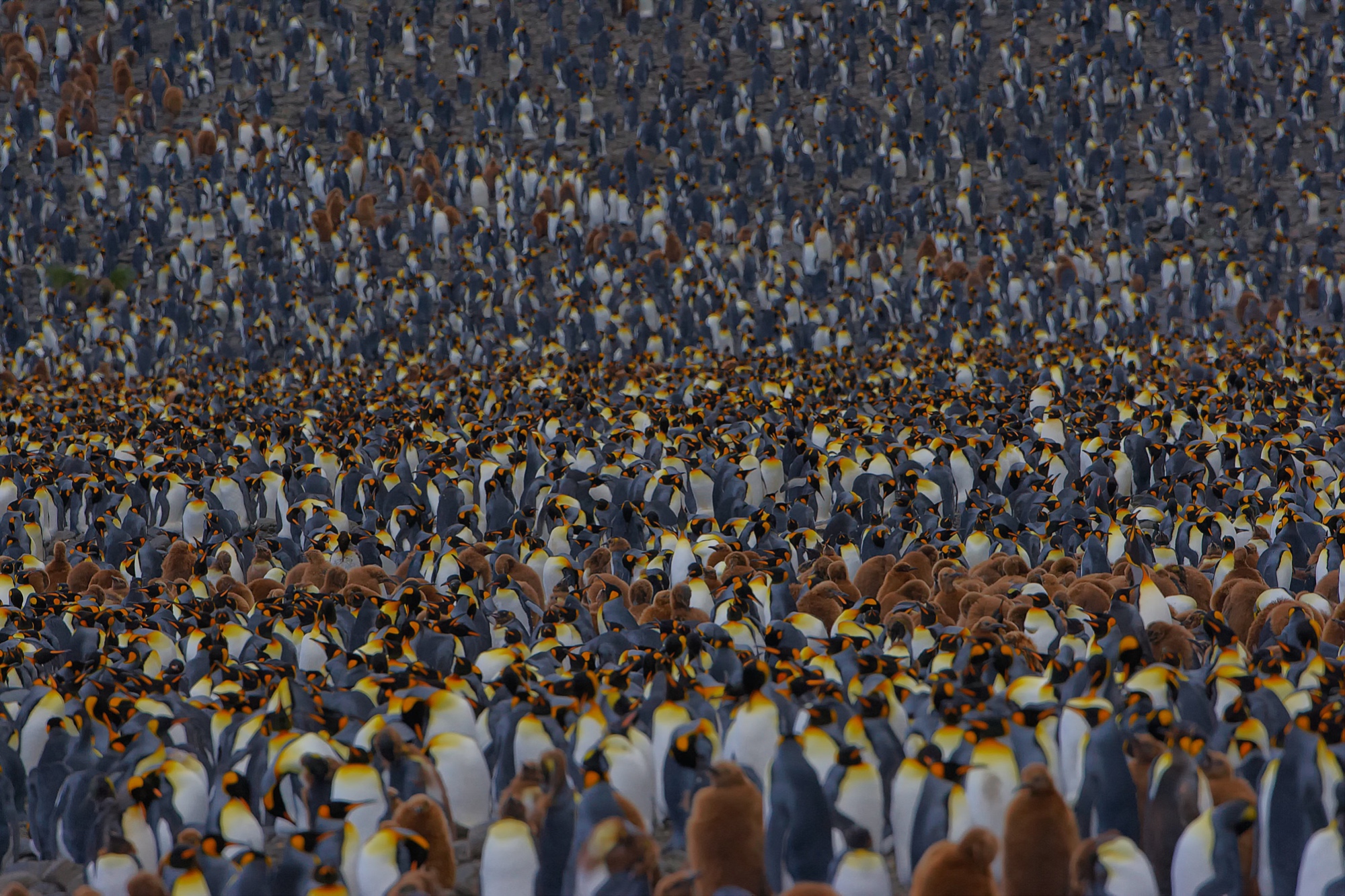 king penguins at Salisbury Plain