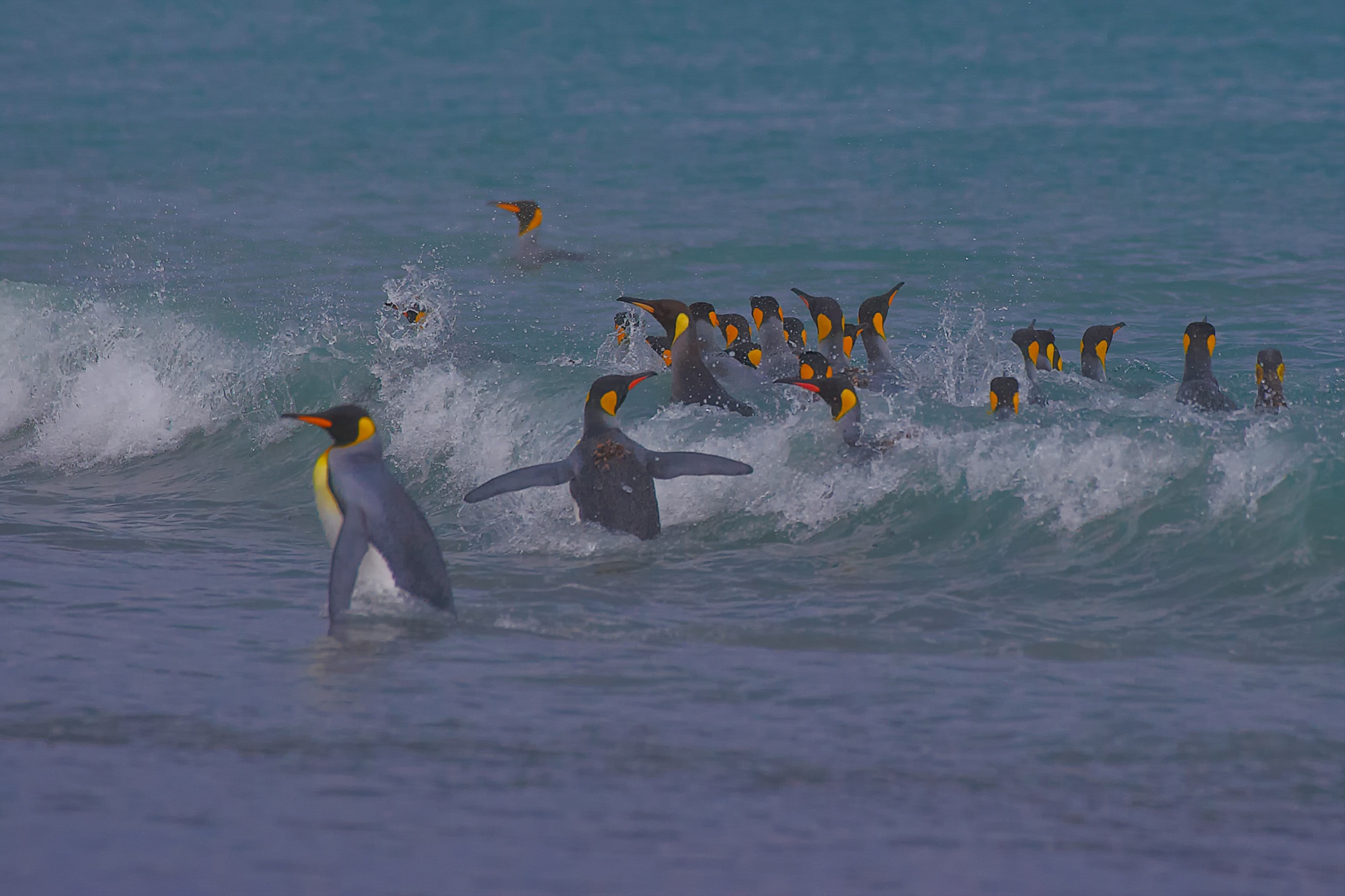 bathing king penguins