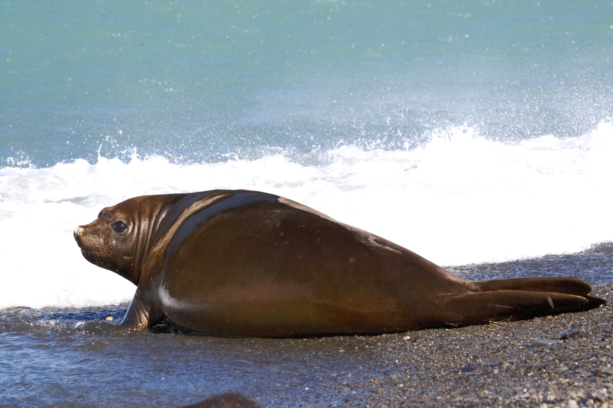 elephant seal