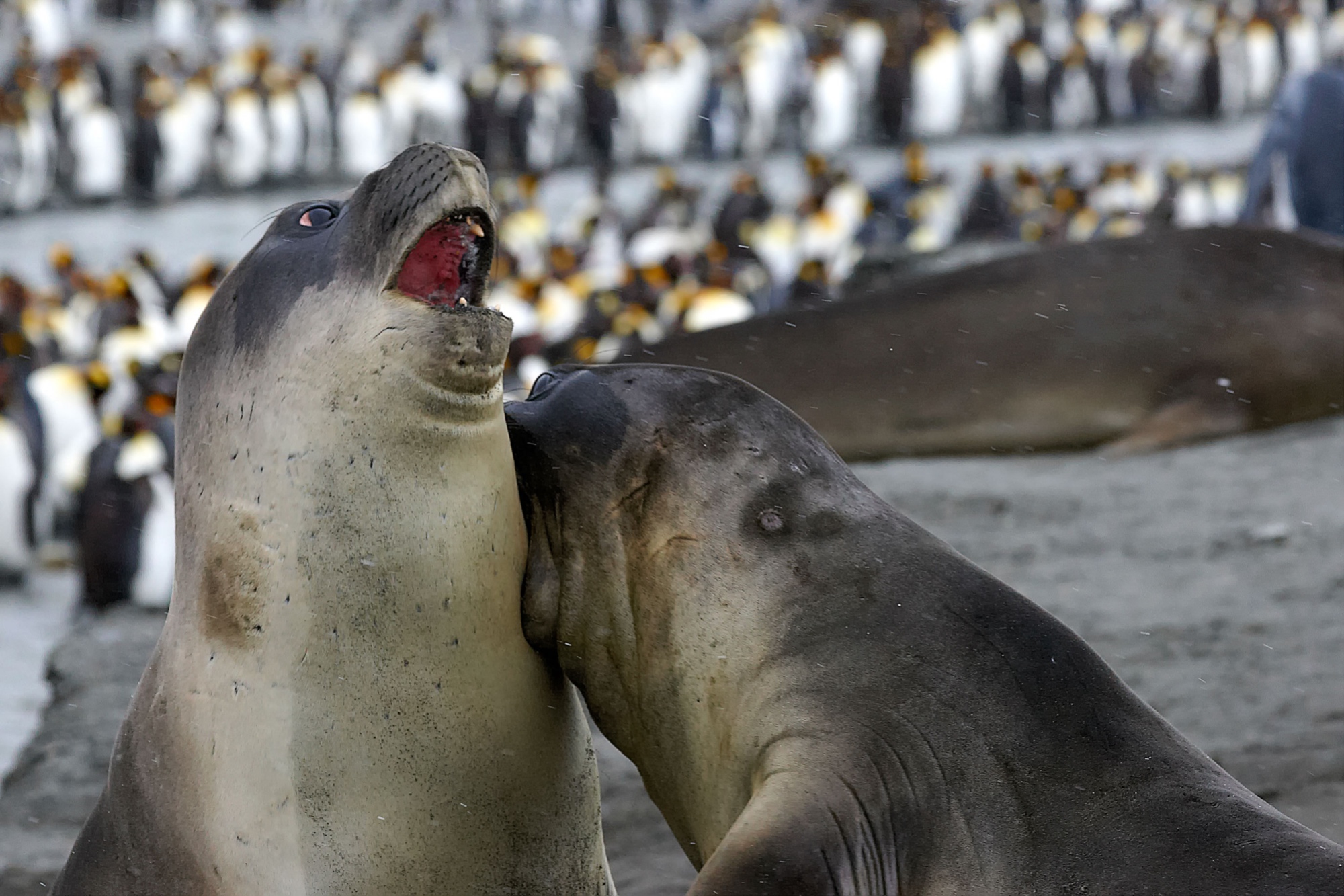 elephant seals fighting at St. Andrews Bay
